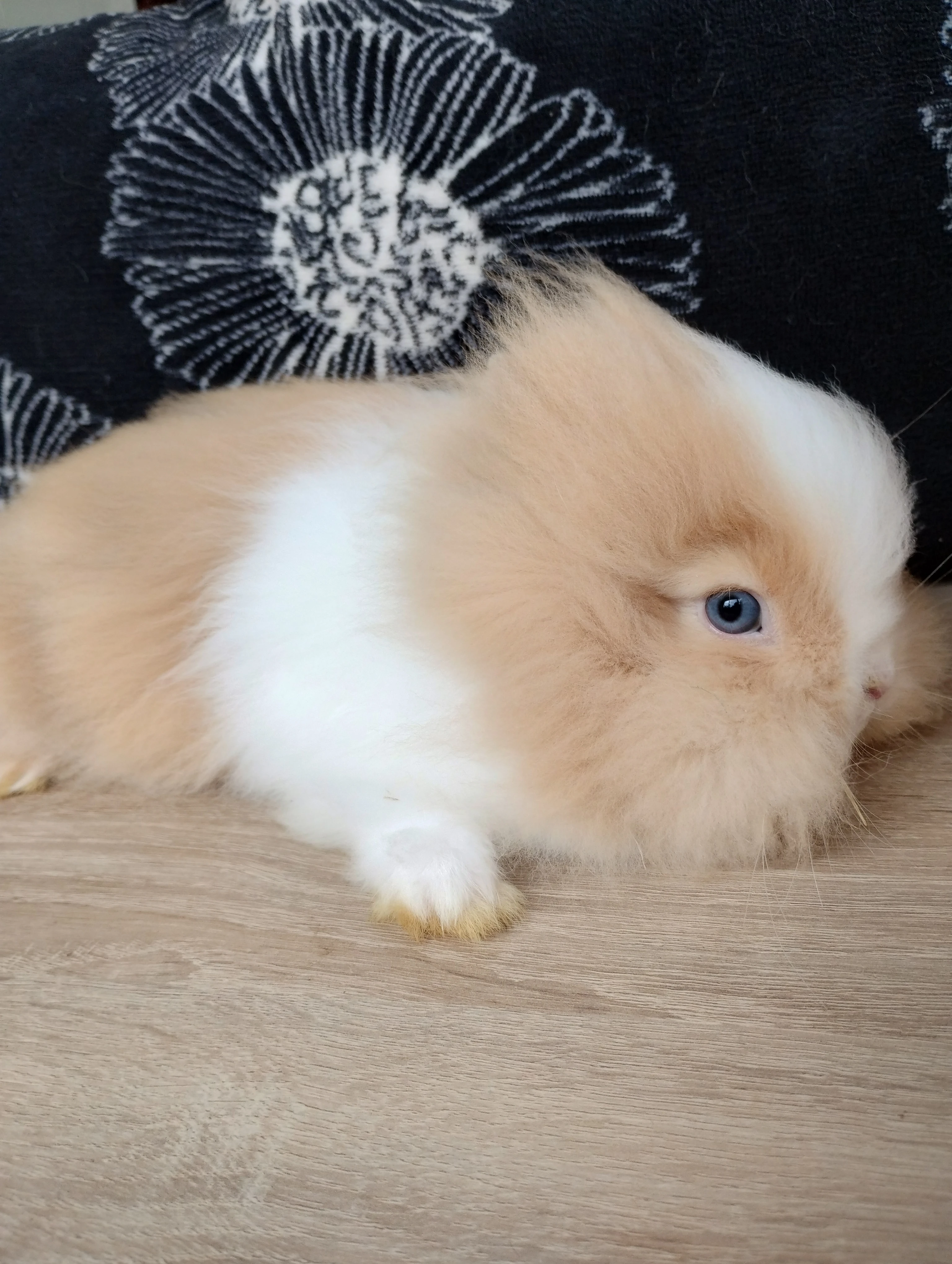 Prodám mláďata zakrslých Teddy králíčků