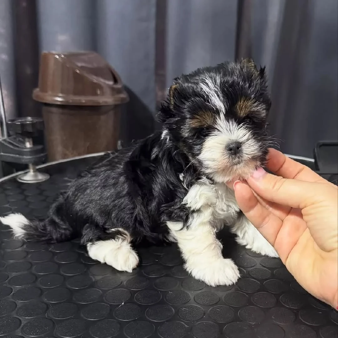Maltese Puppy Available for Adoption 