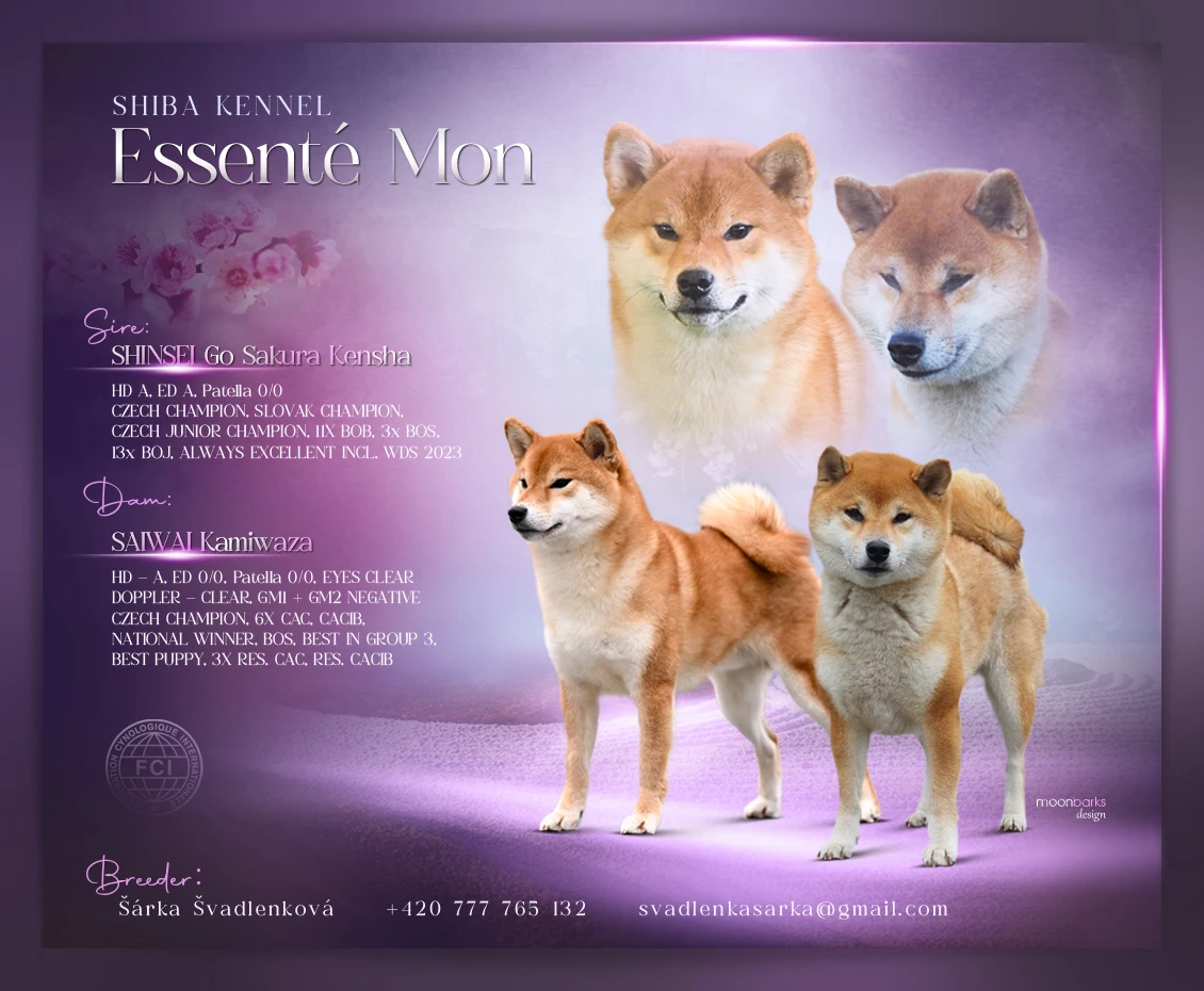 Shiba-inu - štěňátko