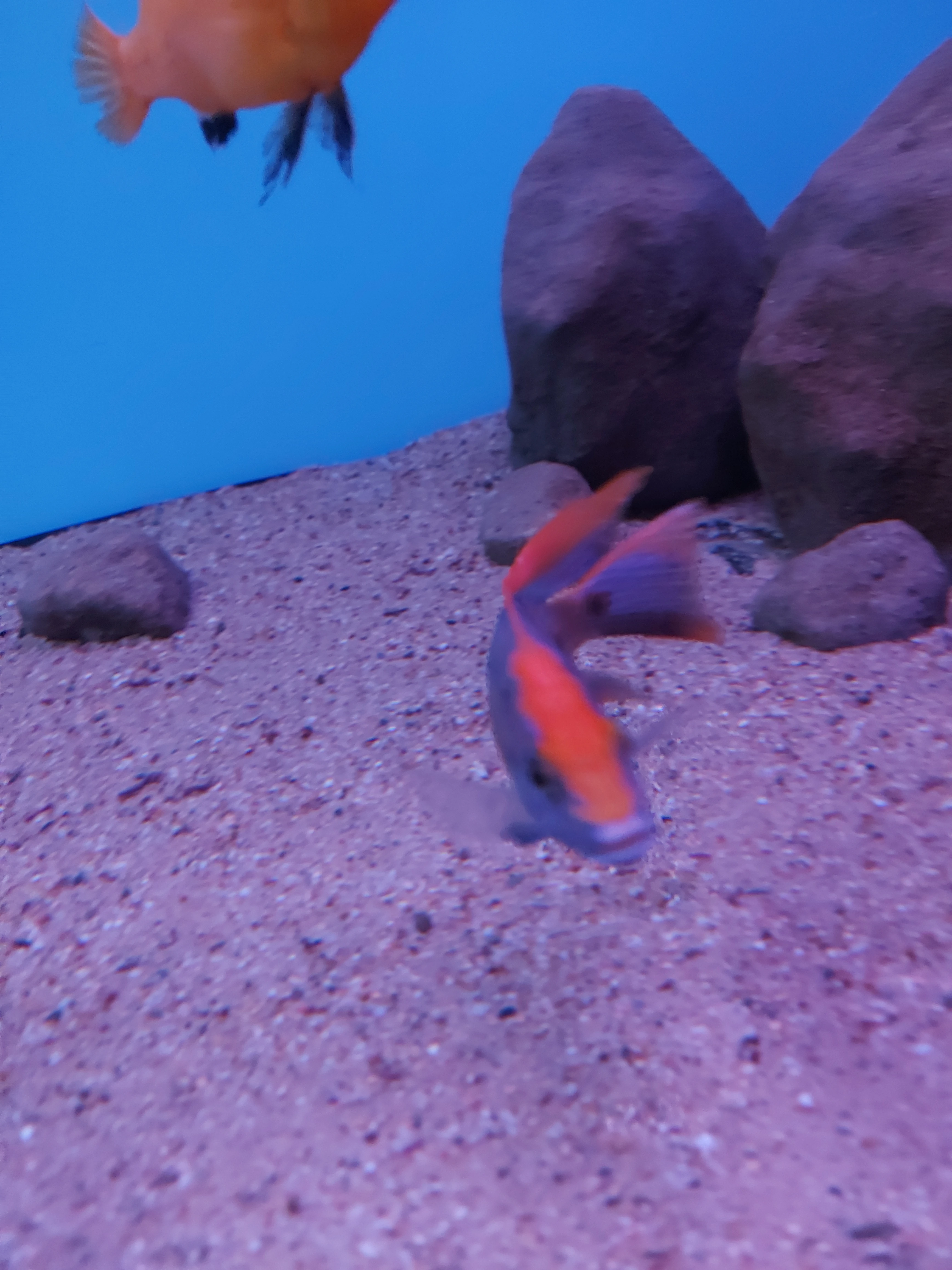 Placidochromis mdoka white lips