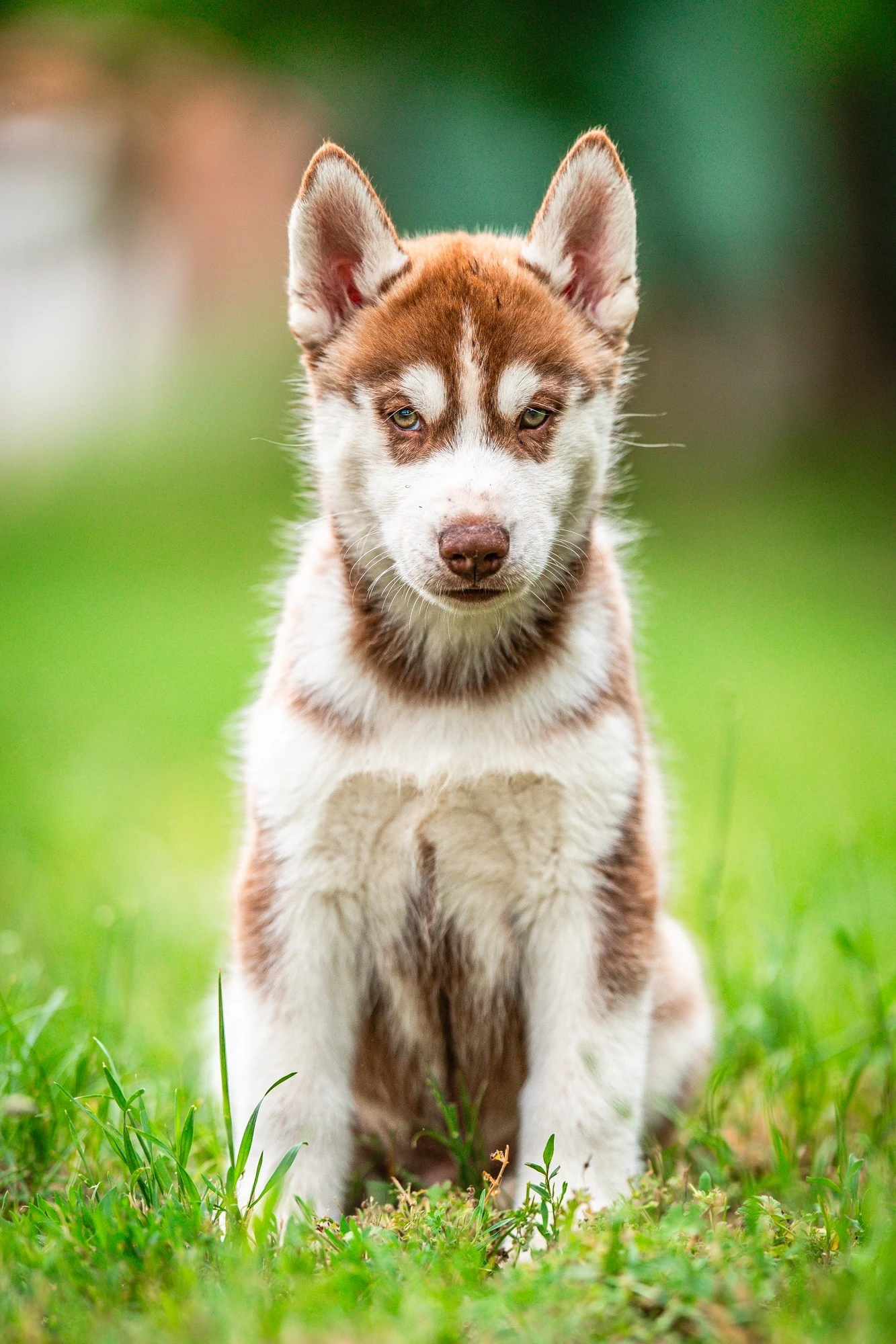 Sibiřský husky s PP