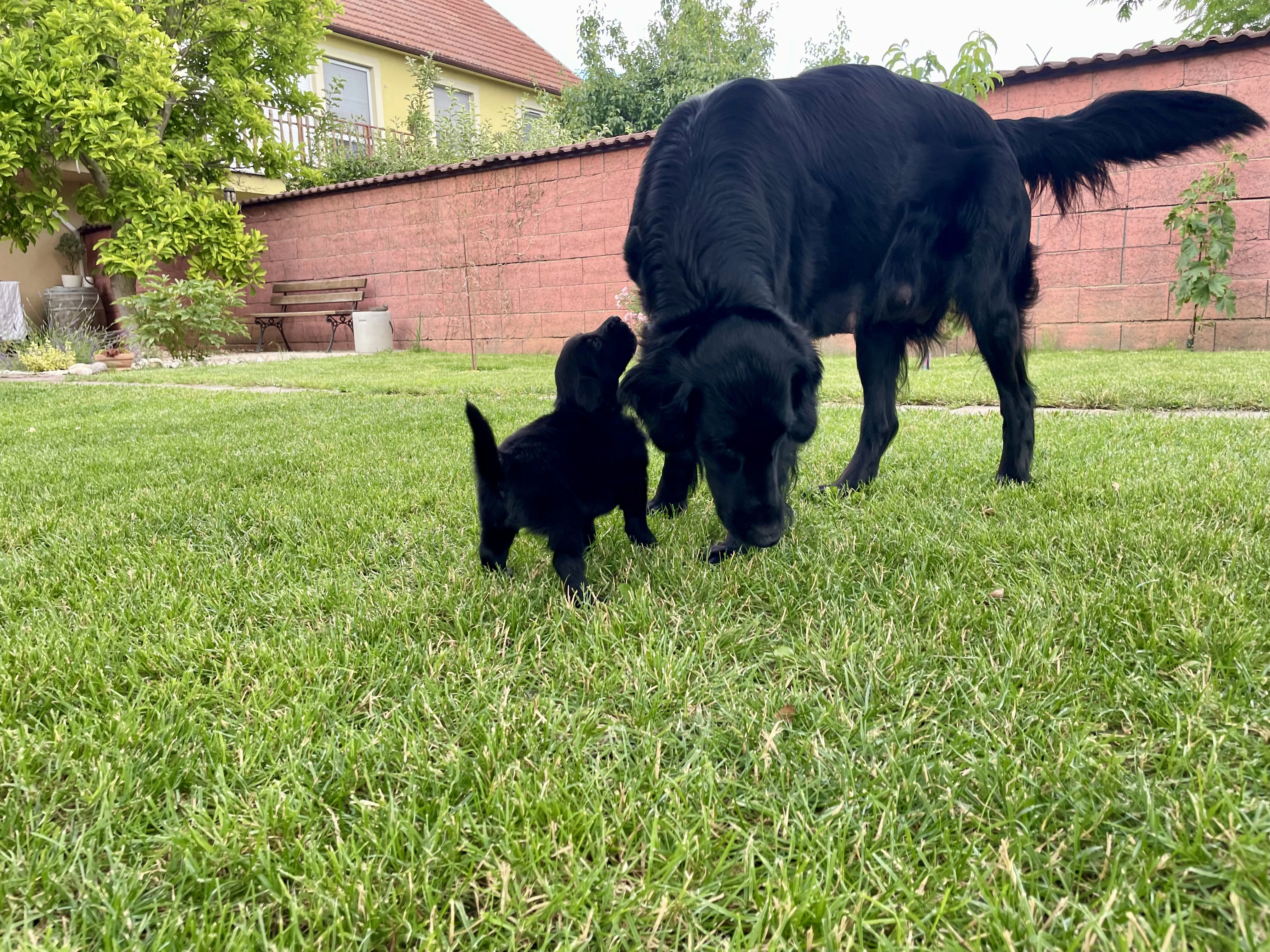 Štěňátka Flat Coated Retriever s PP