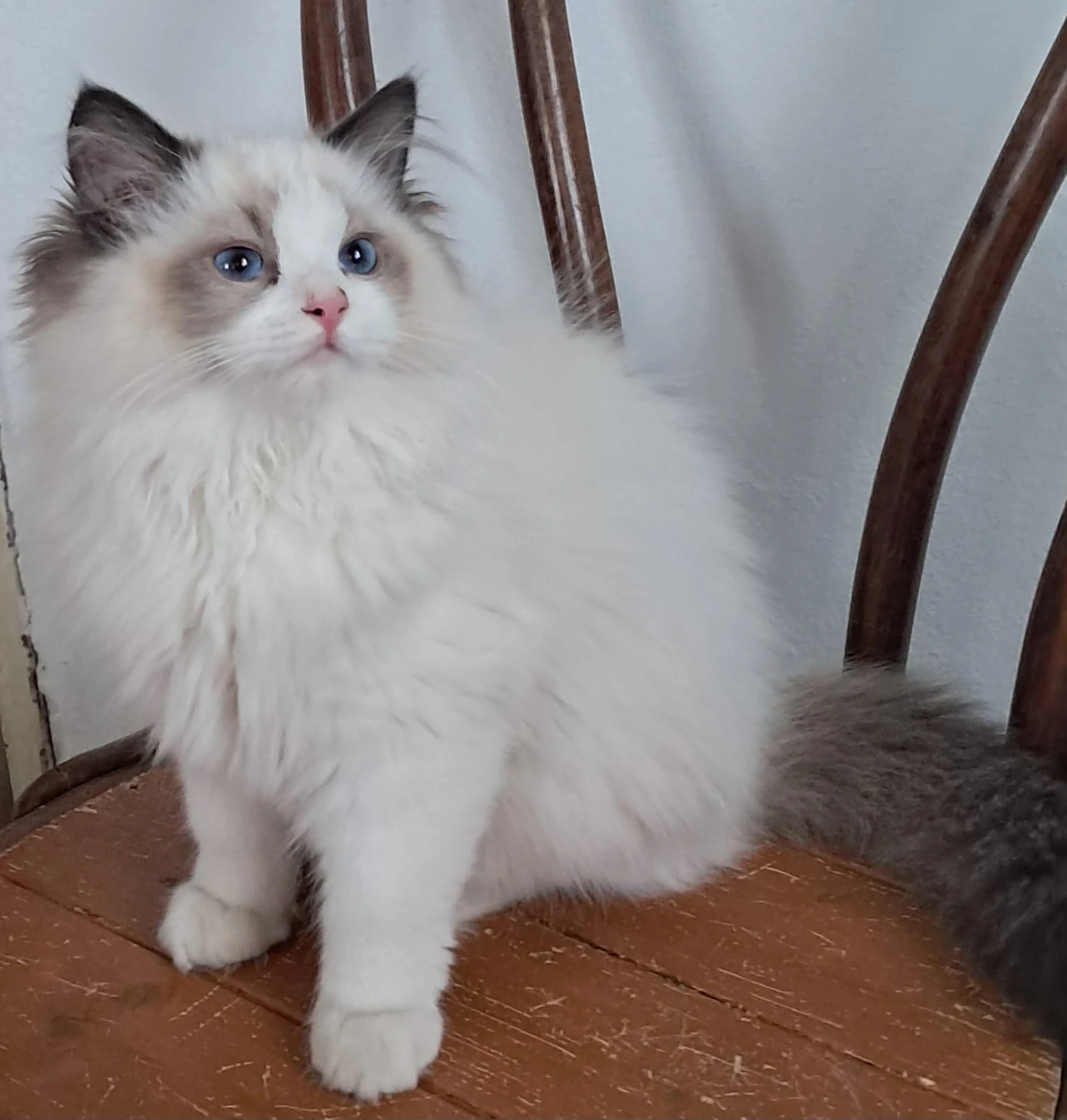 Koťátka Ragdolls PP