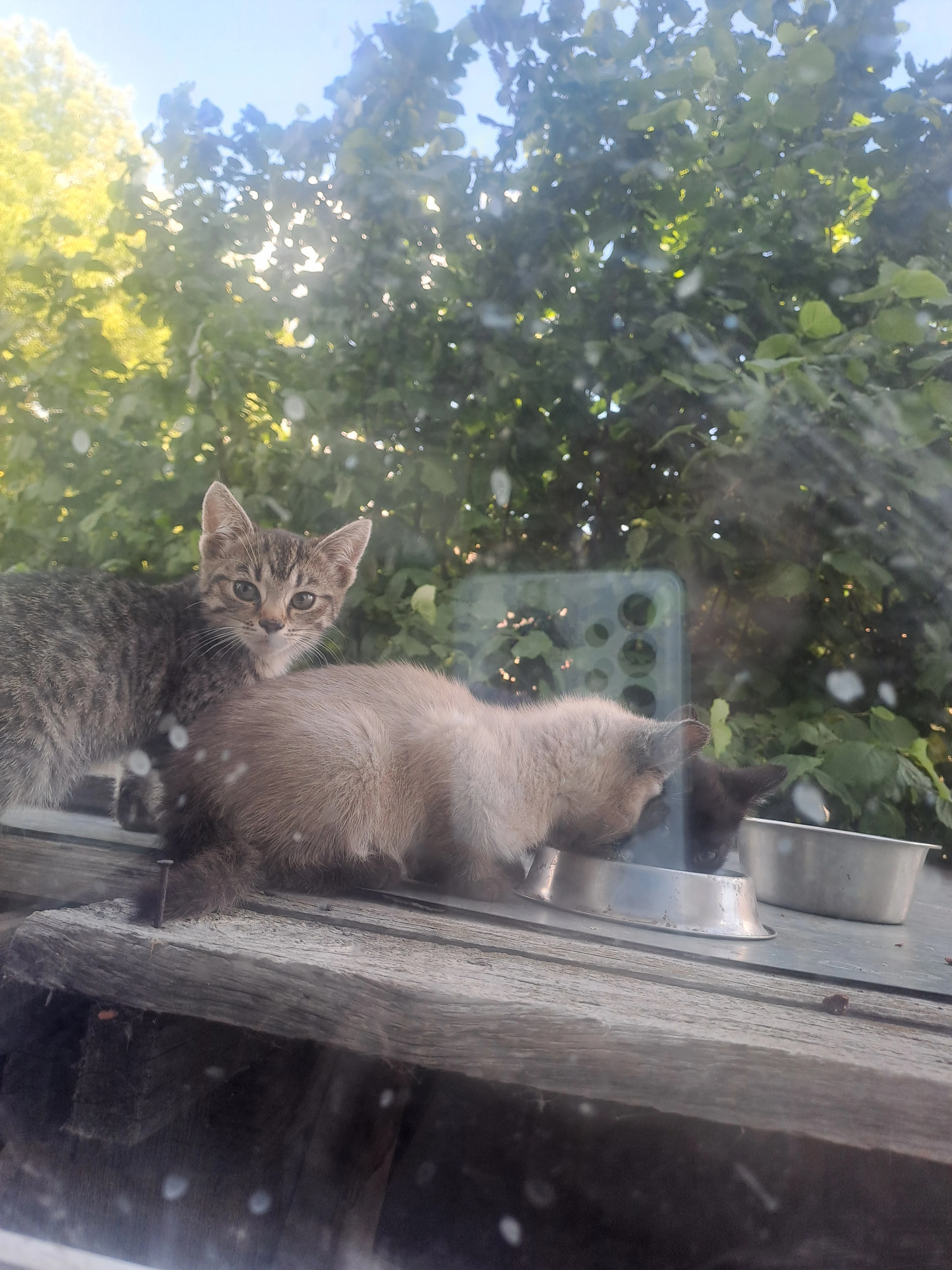 Koťátka k adopci – hledají milující domov 