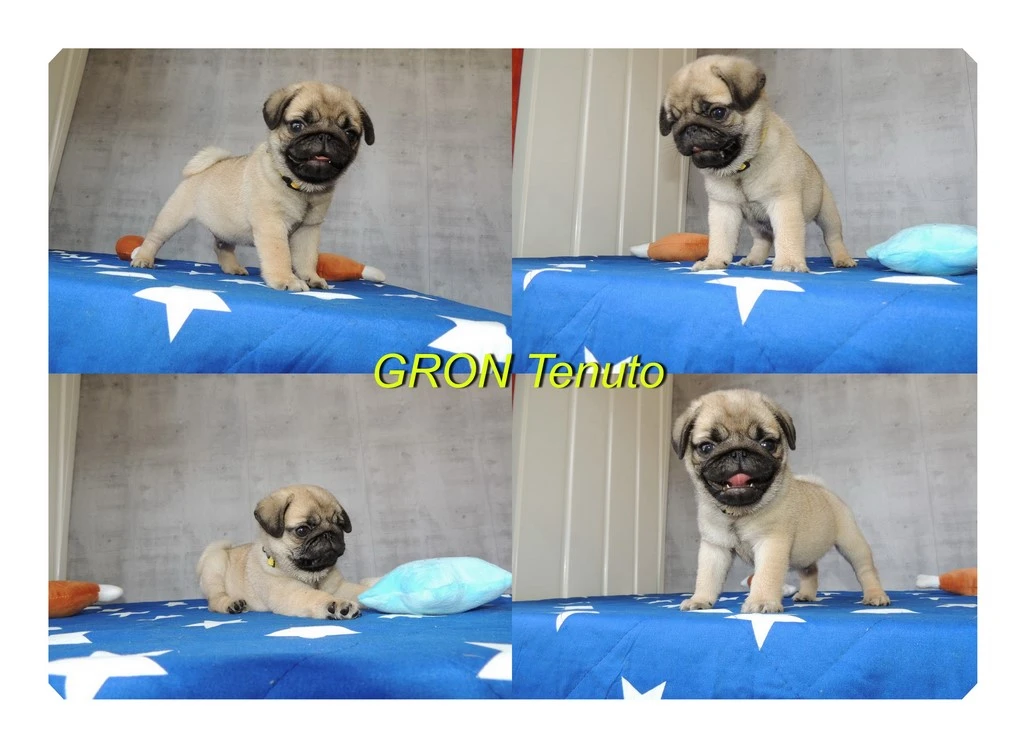 Mops