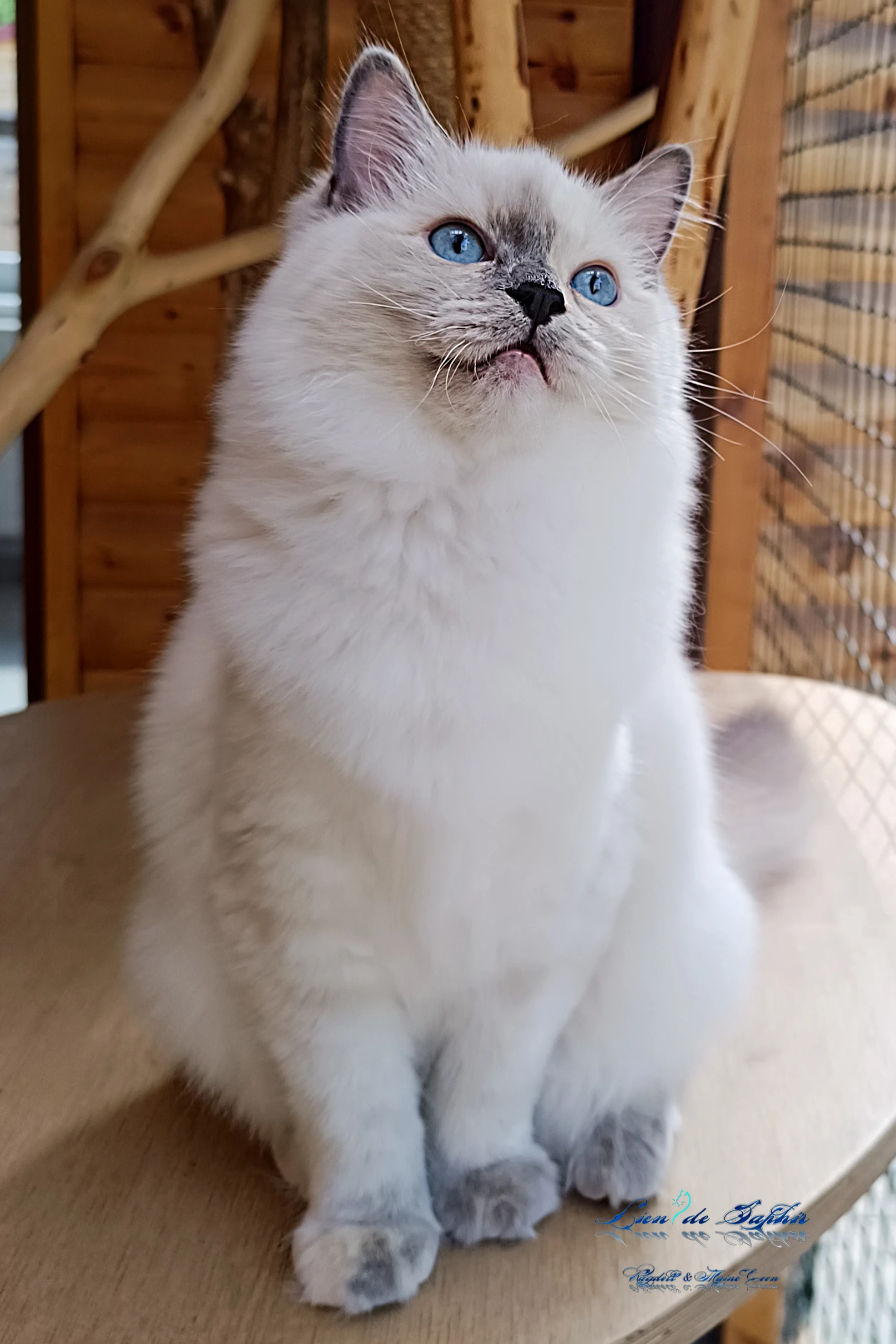 Ragdoll kotě - slečna s PP