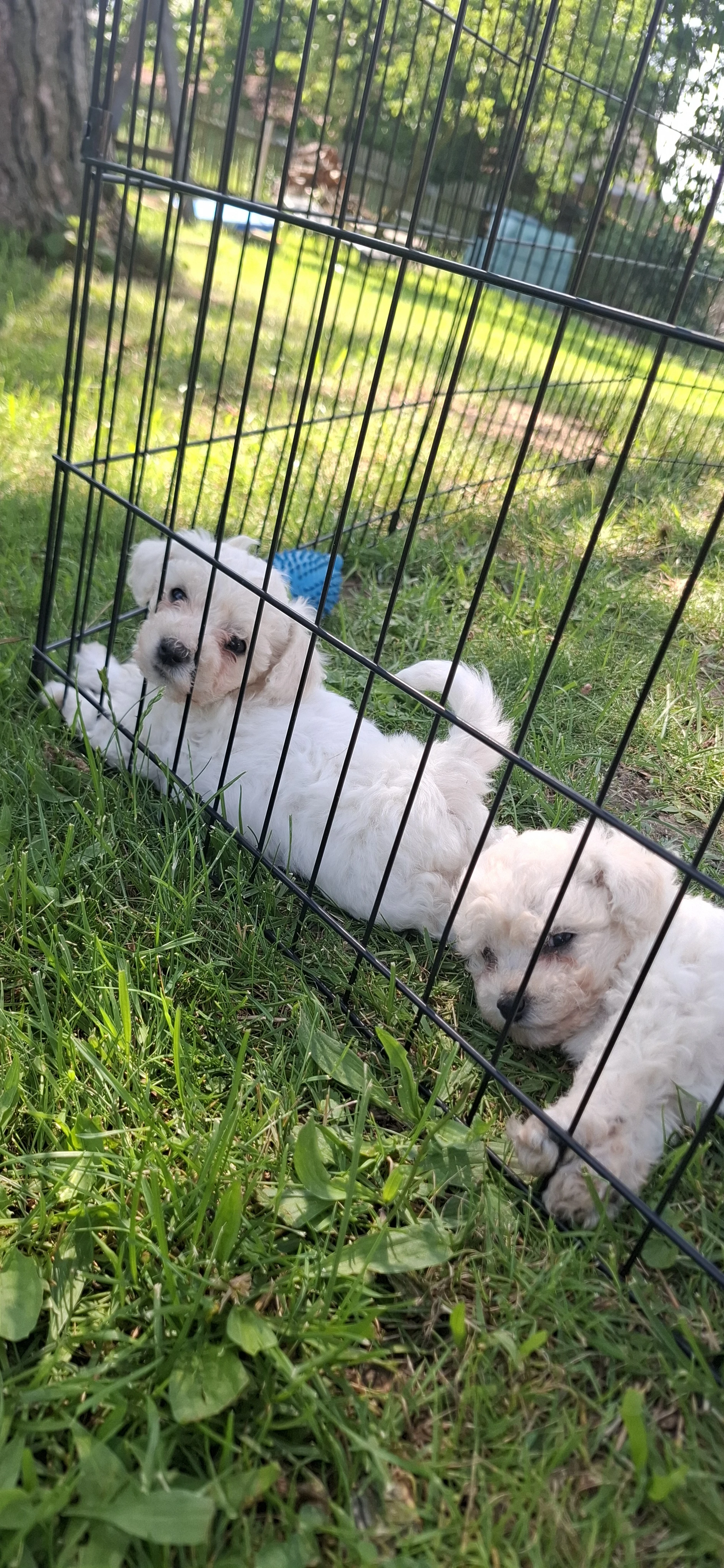 Bišonek Bichon frisé