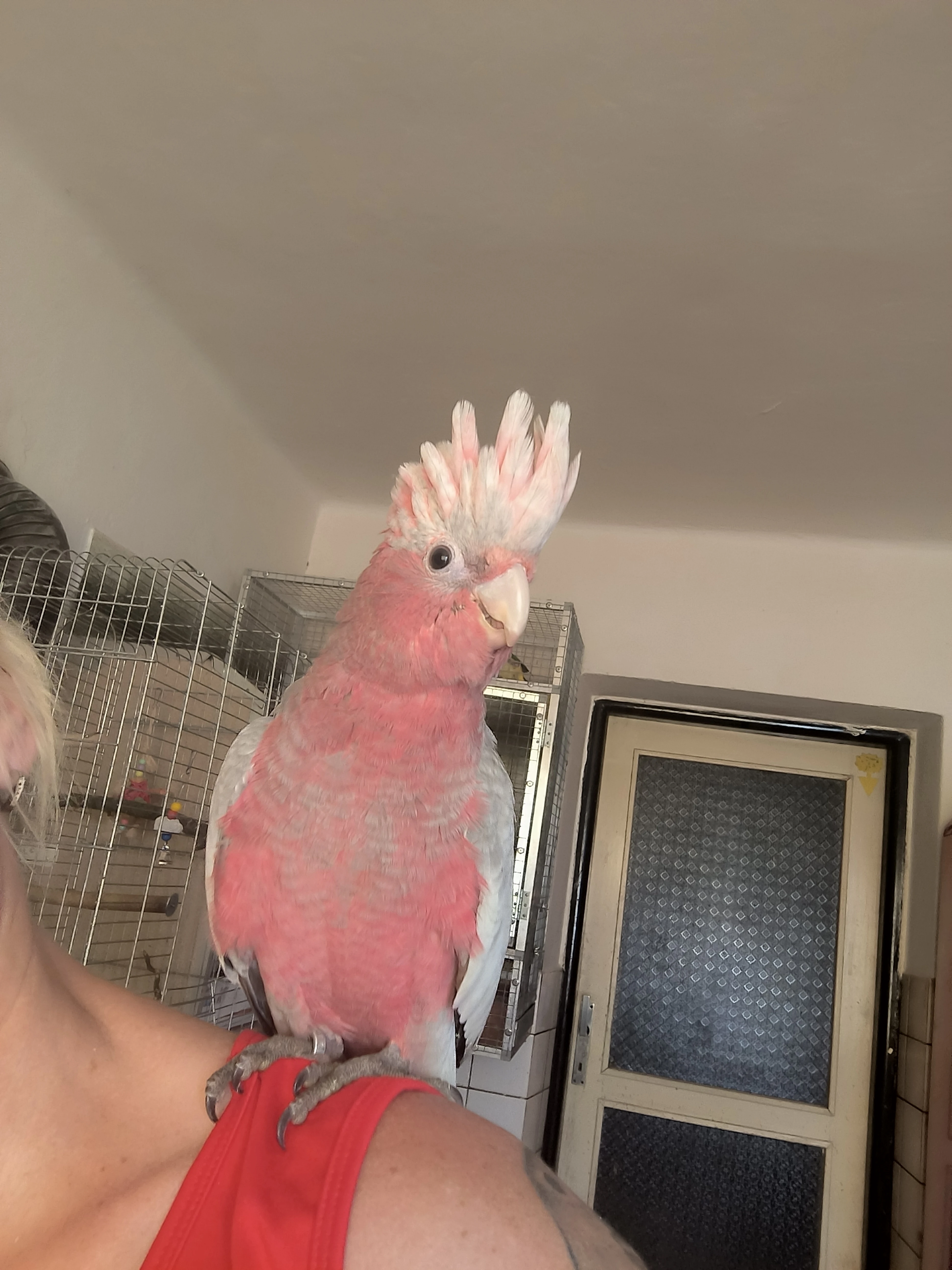 Kakadu růžový
