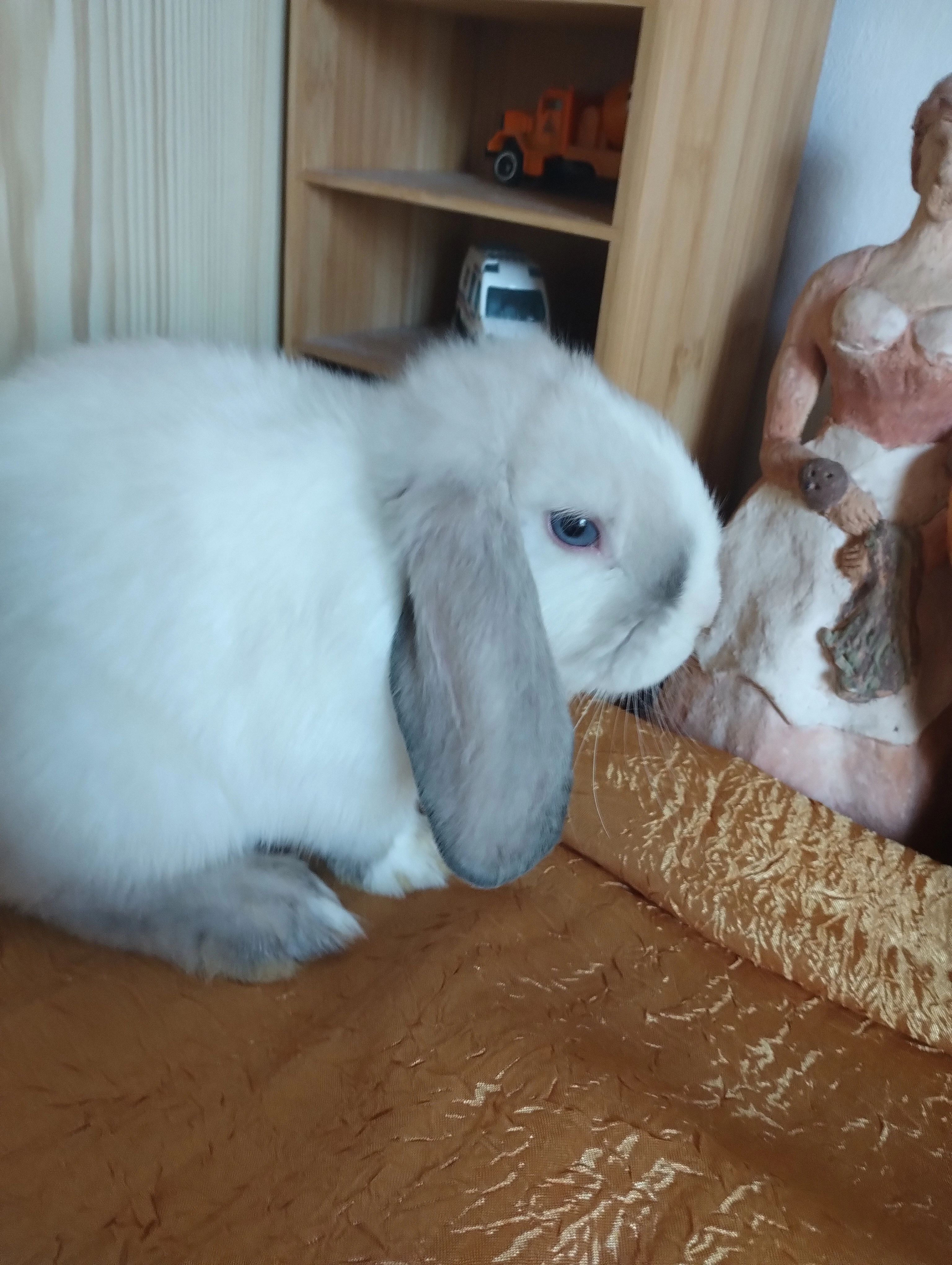 Prodám mláďata zakrslých beránků
