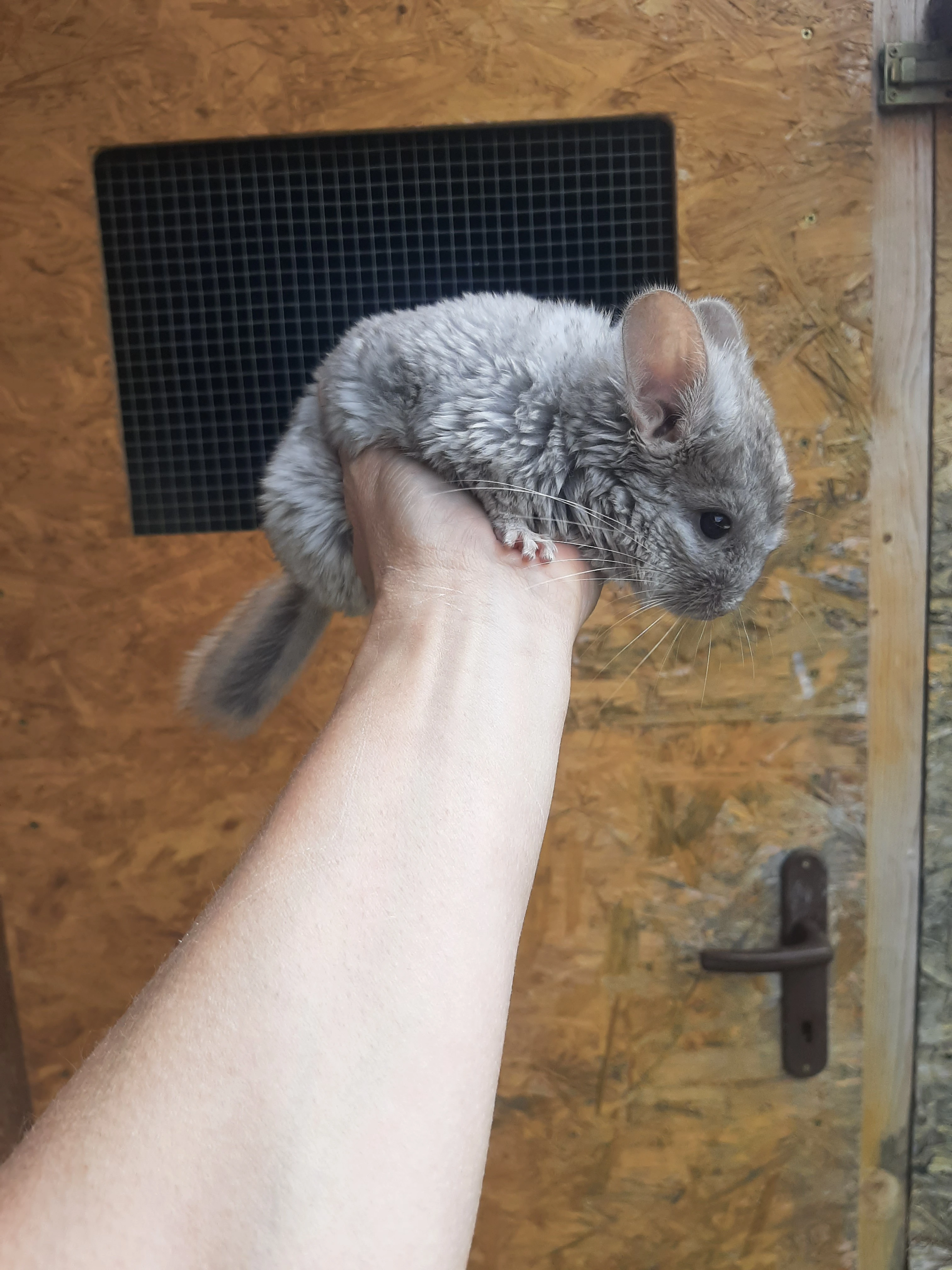 Male činčilky