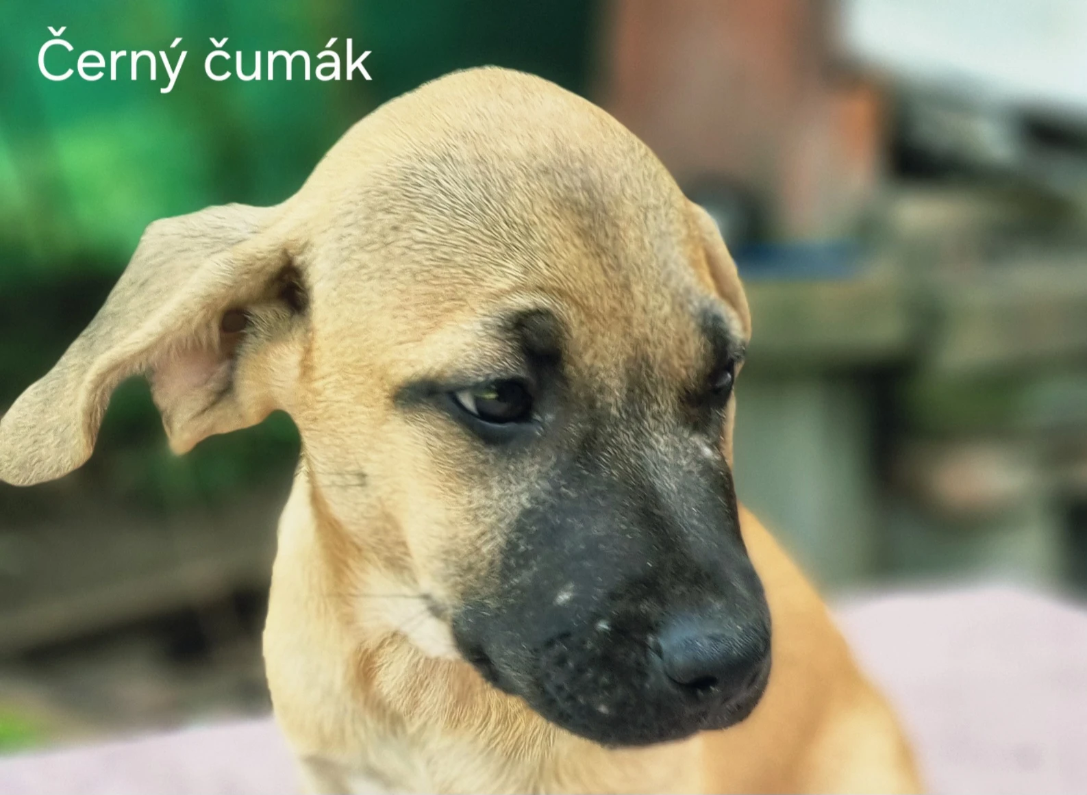 Kříženec "Černý čumák", hledá milující domov
