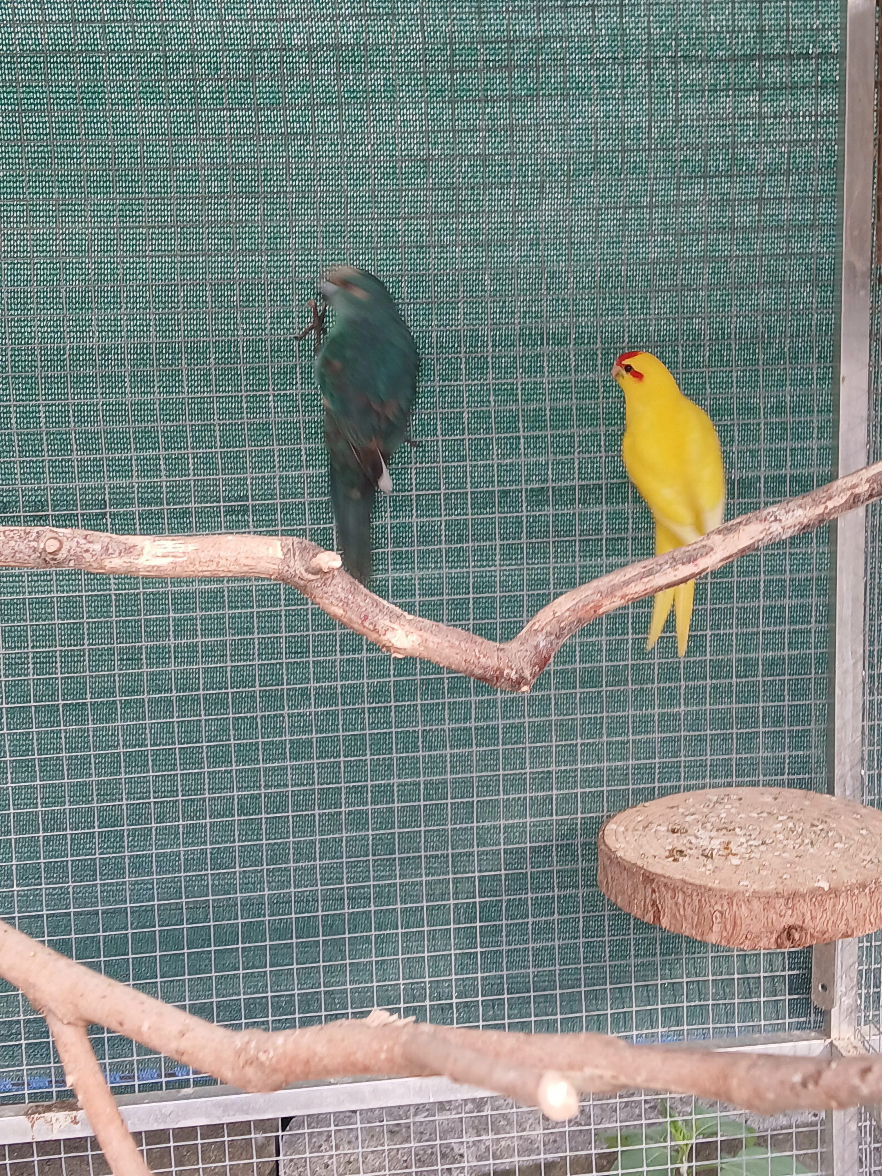 Kakariky, korely