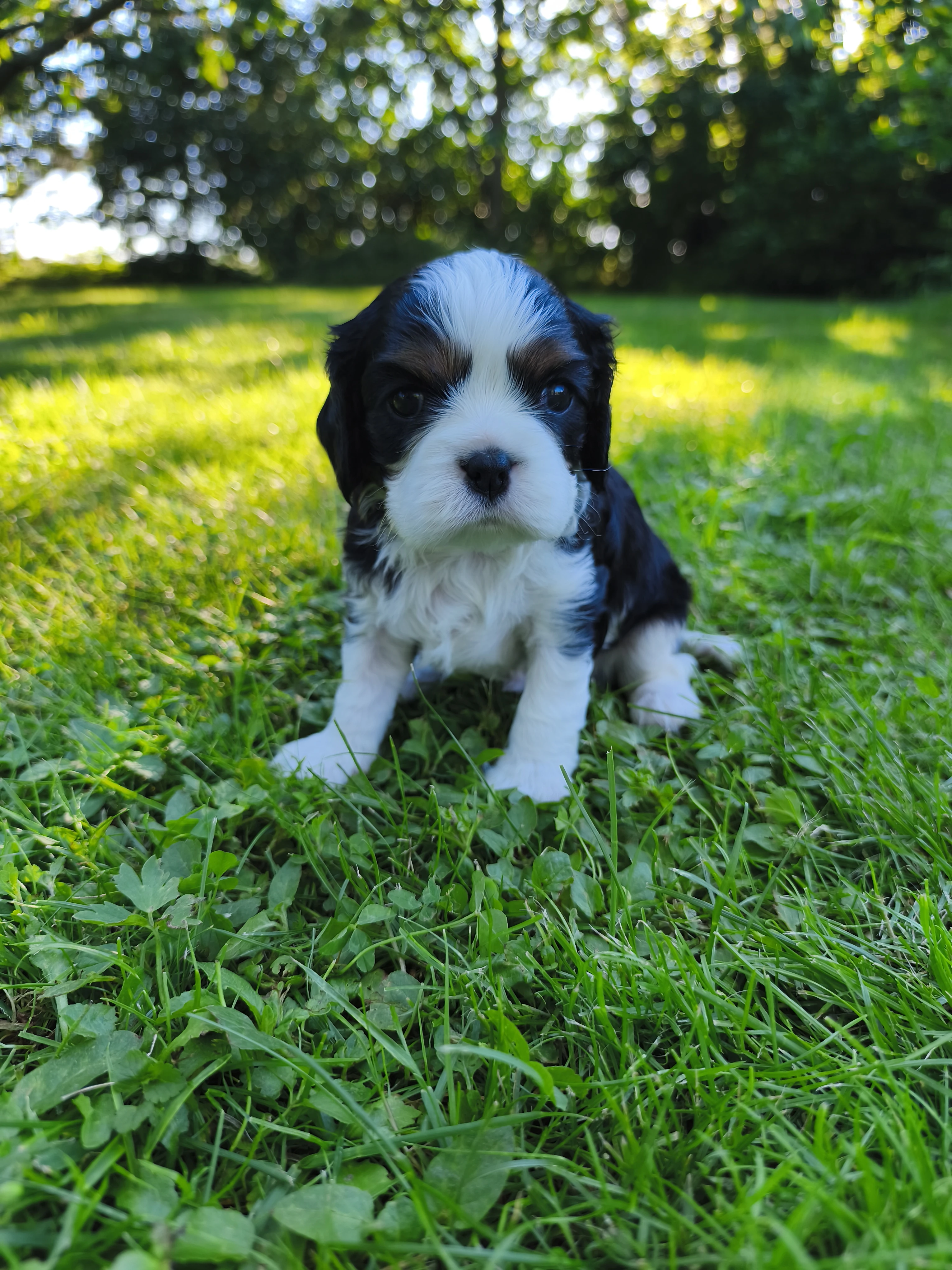 Kavalír king Charles Španěl