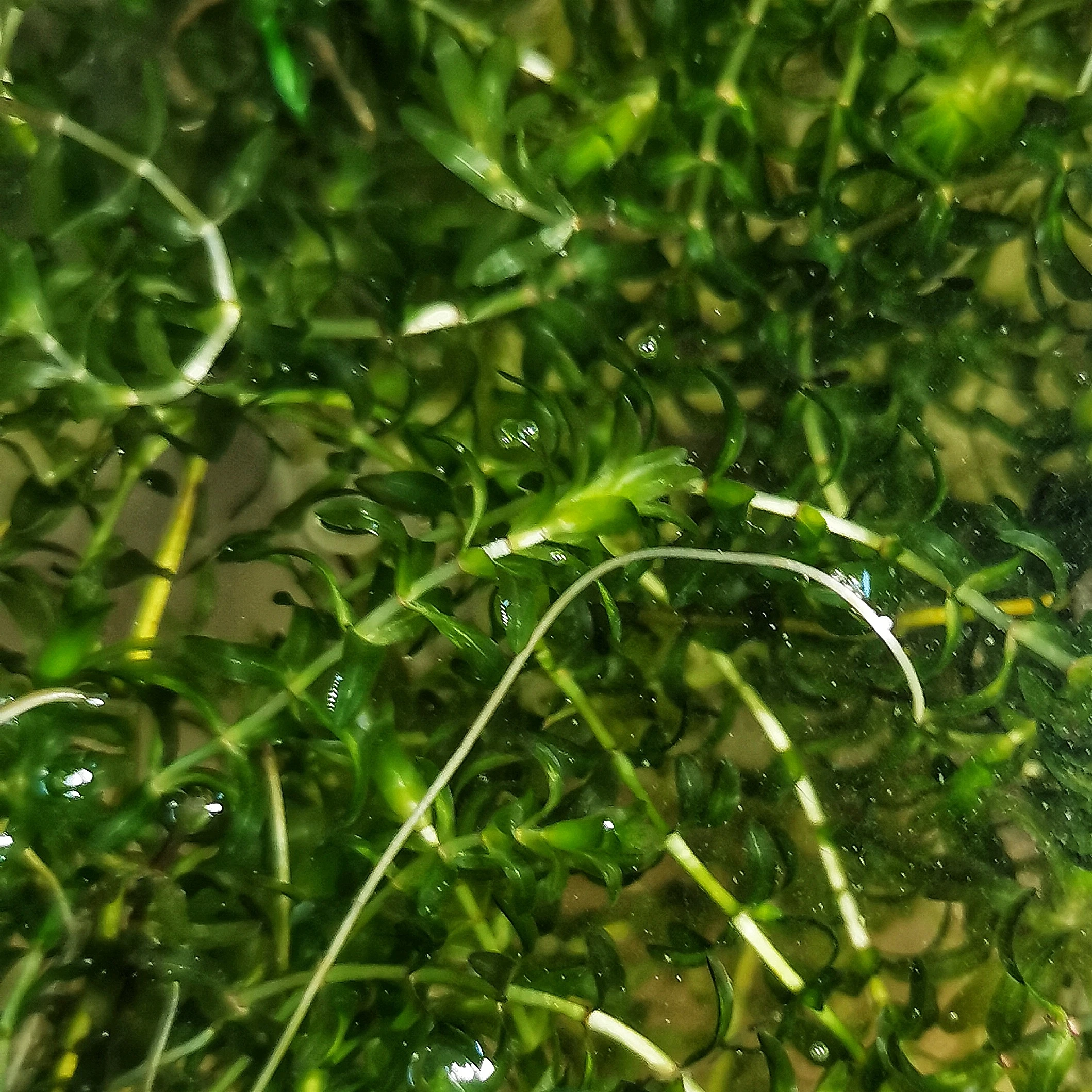 Elodea canadensis