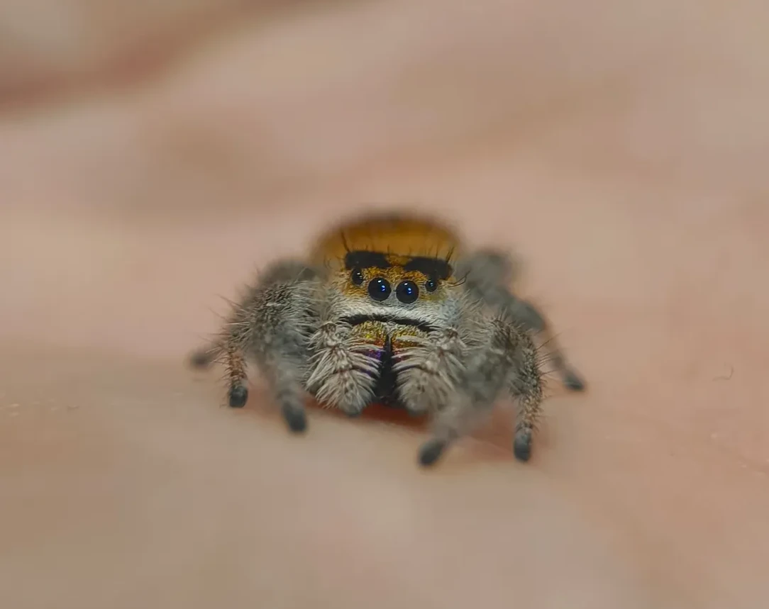 Skákavka Phidippus Regius
