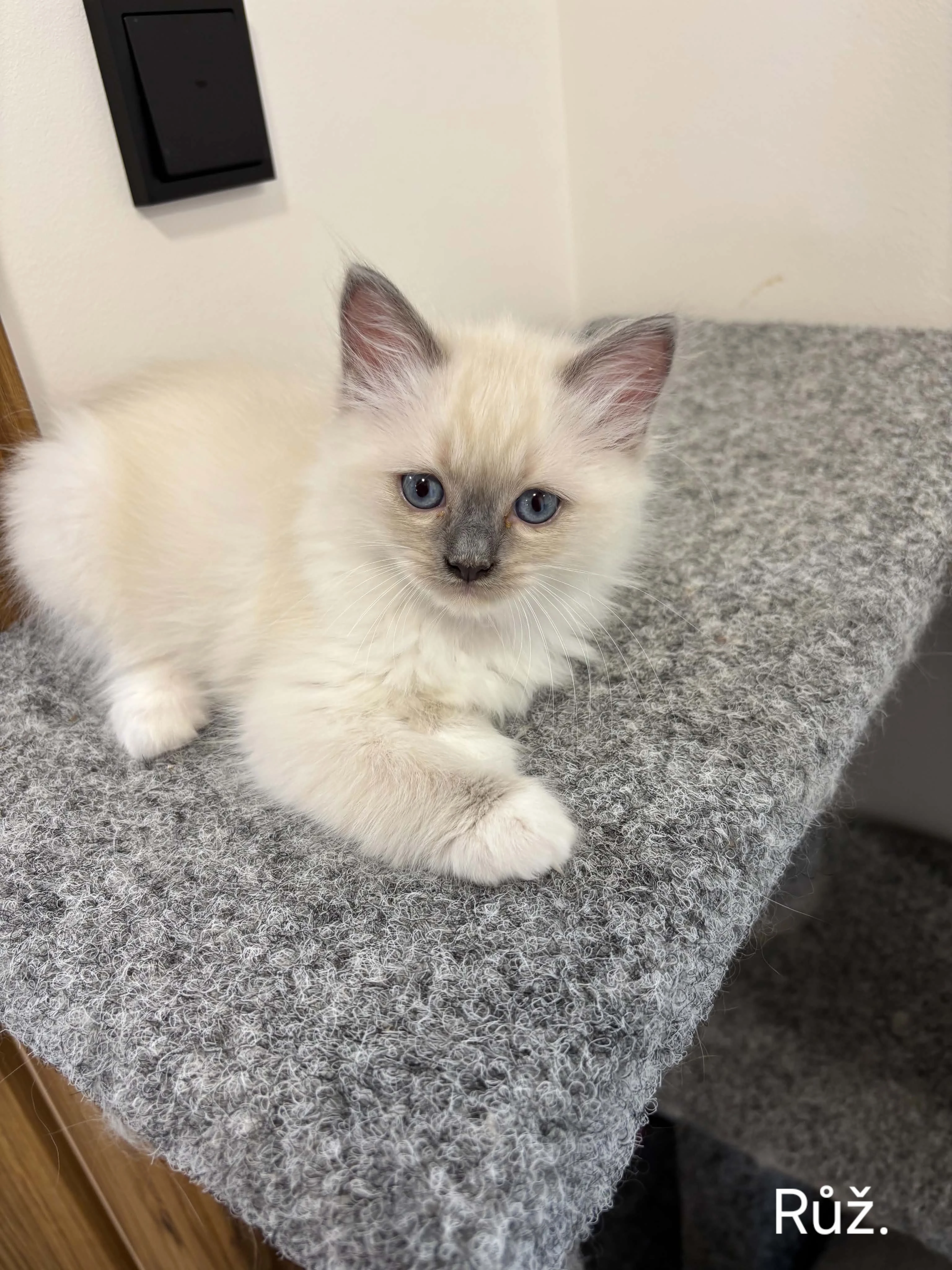 Ragdoll koťata