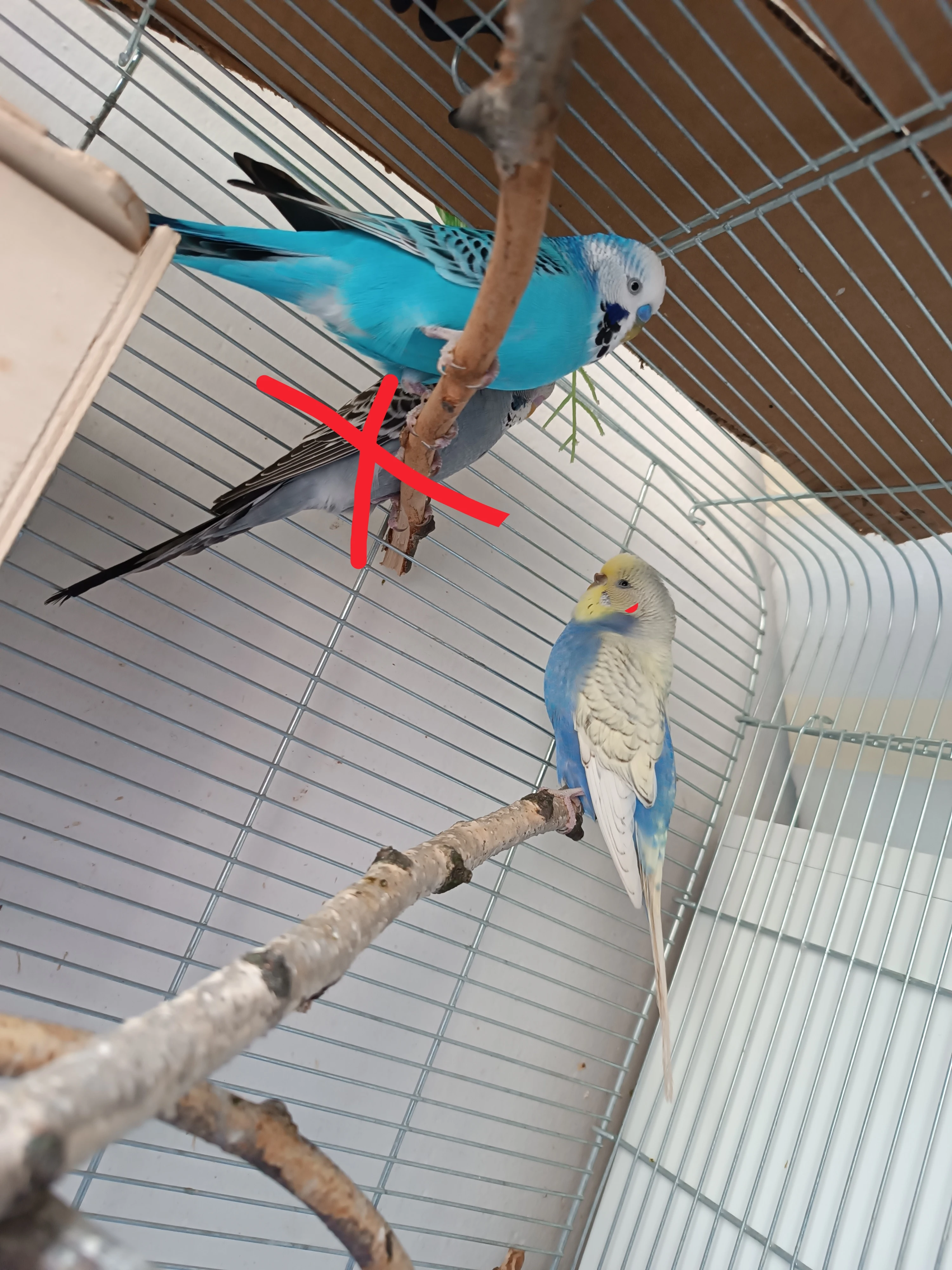Mladý nepříbuzný pár andulek