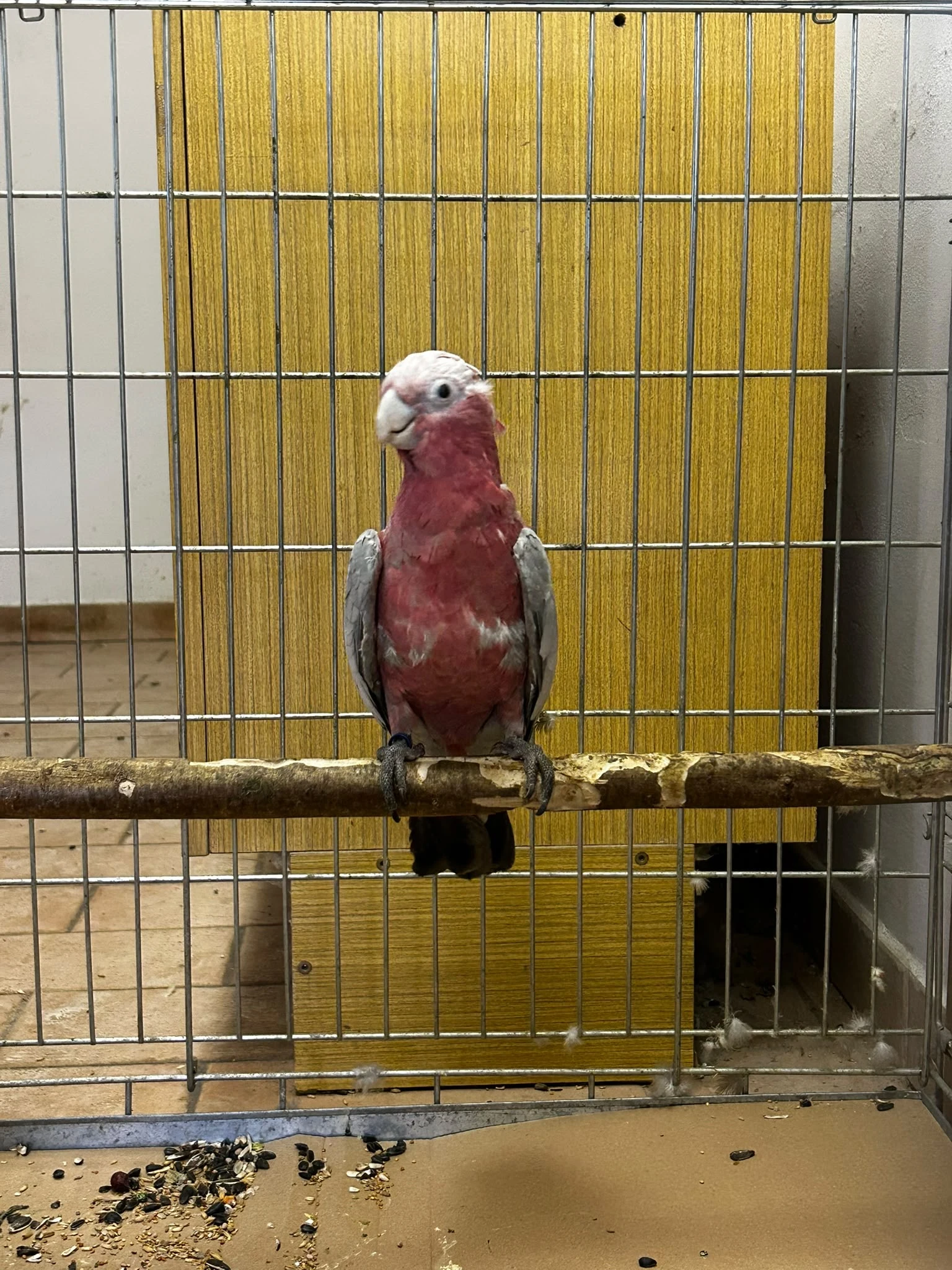 Kakadu růžový