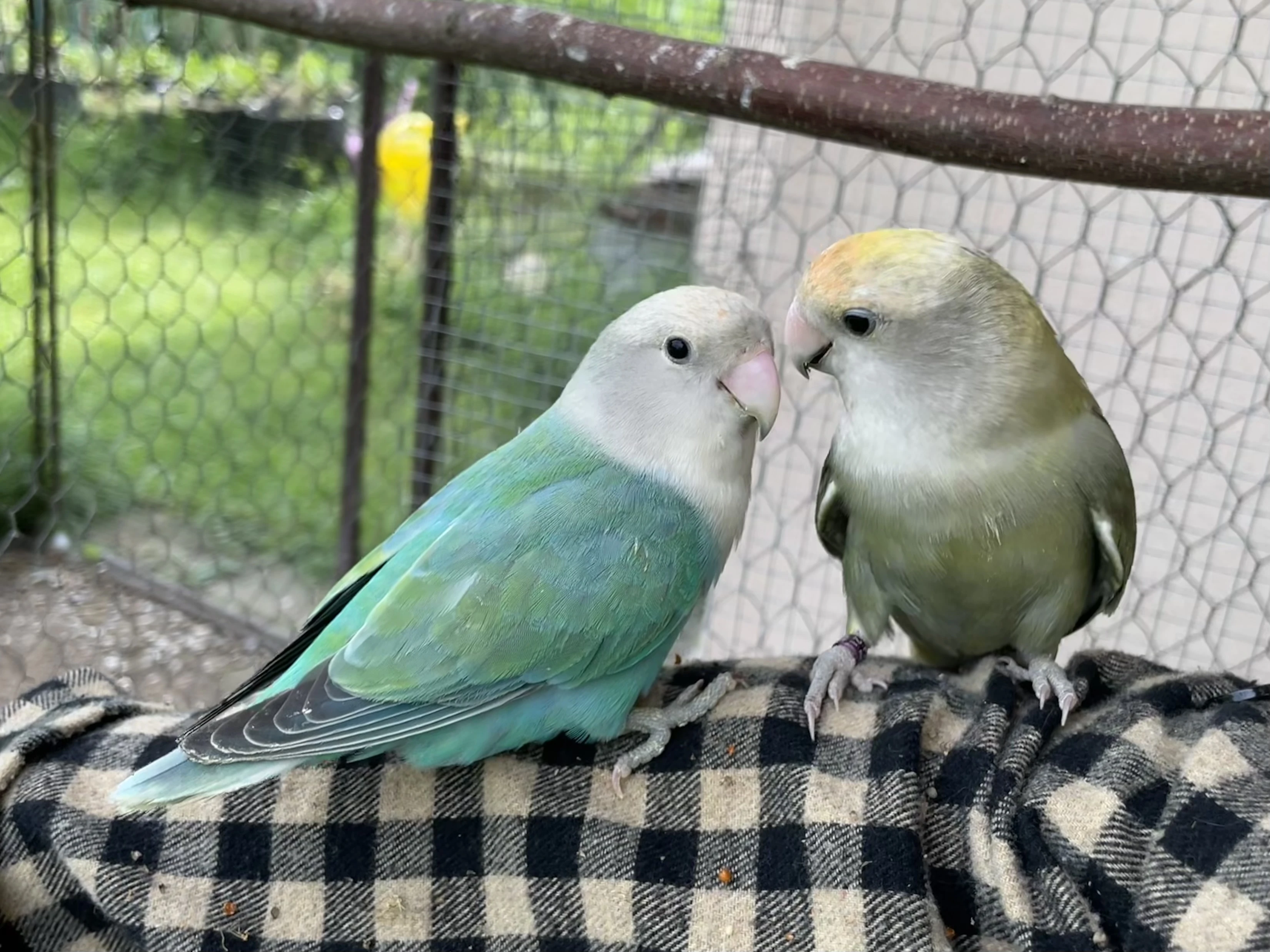 Agapornis růžohrdlý
