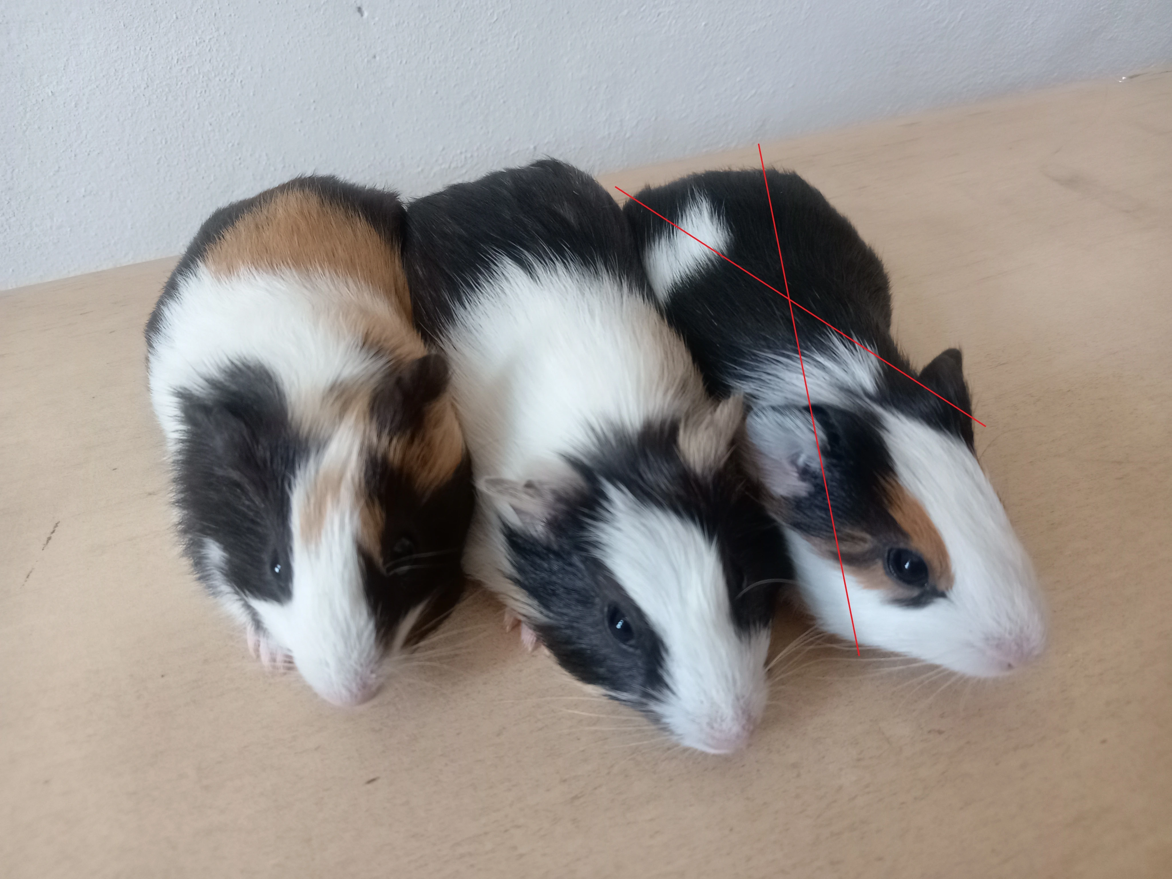 2 krásná morčátka, mláďata, kluci