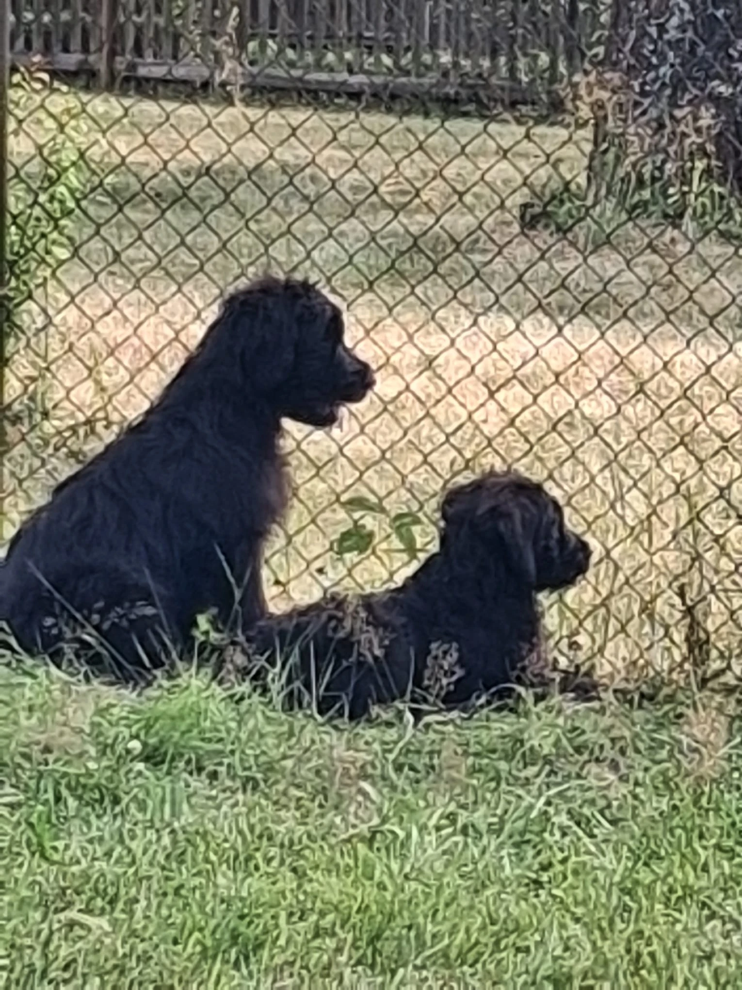 Briard