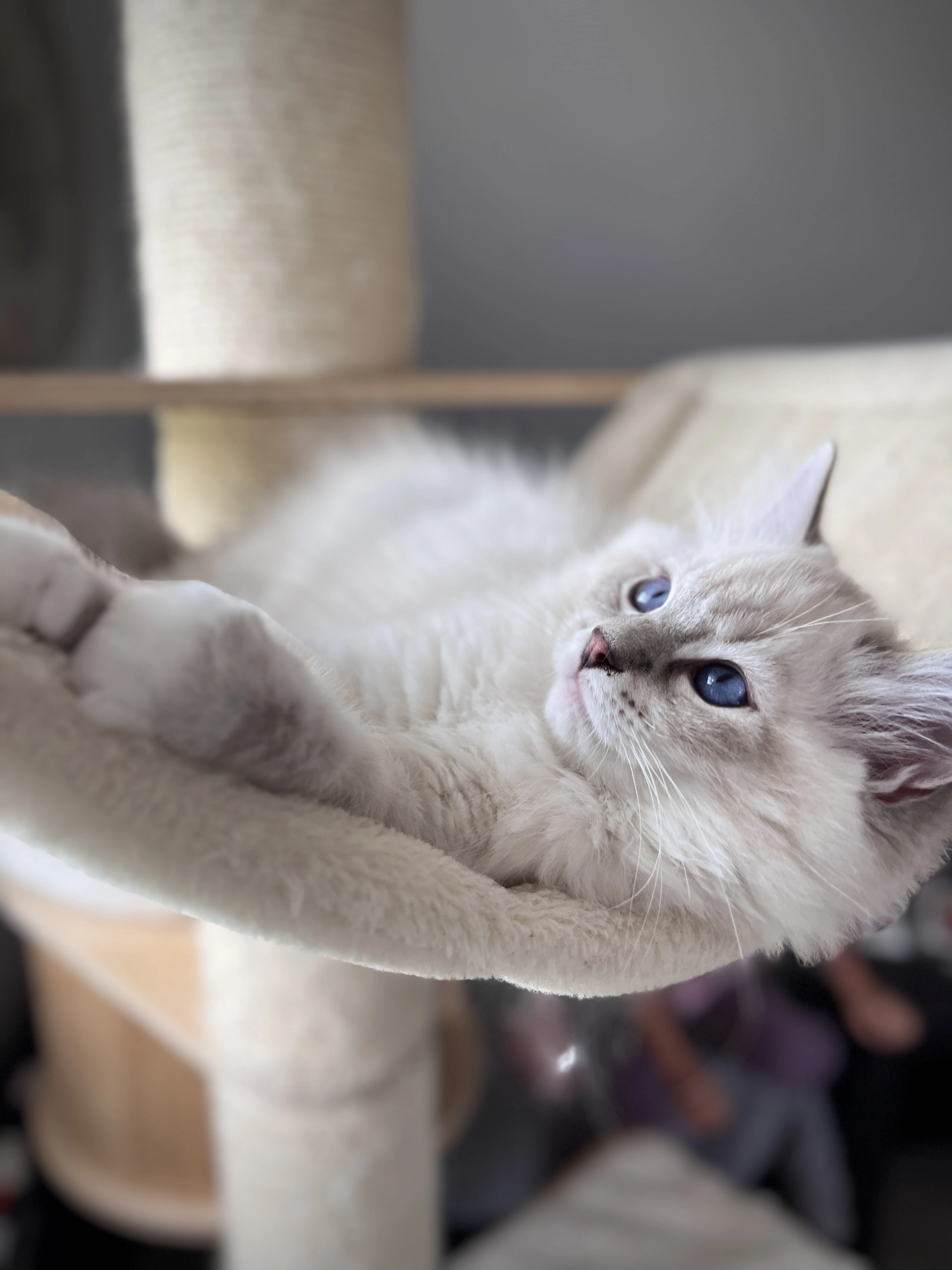 Darwin StElli - Ragdoll