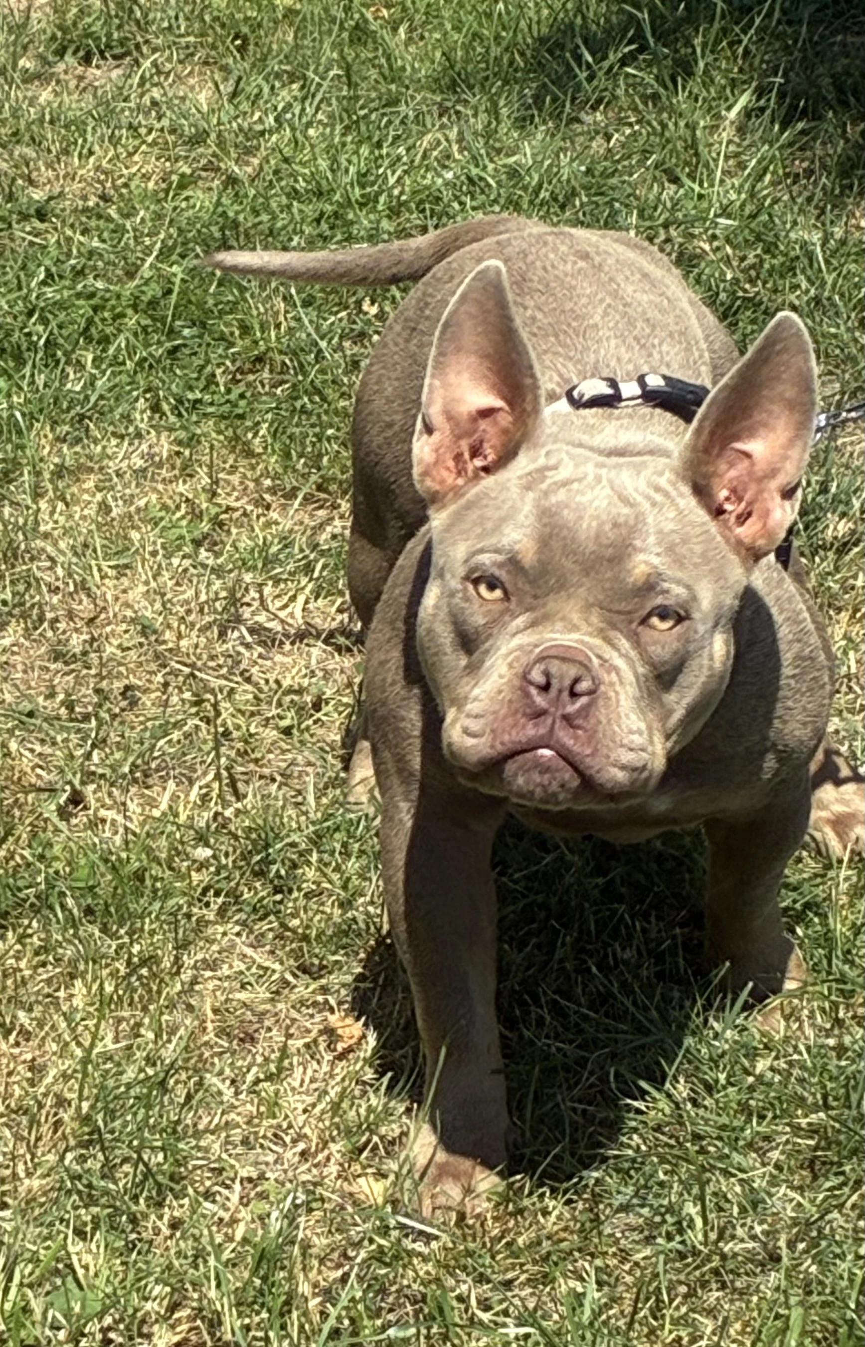 American Bully Micro
