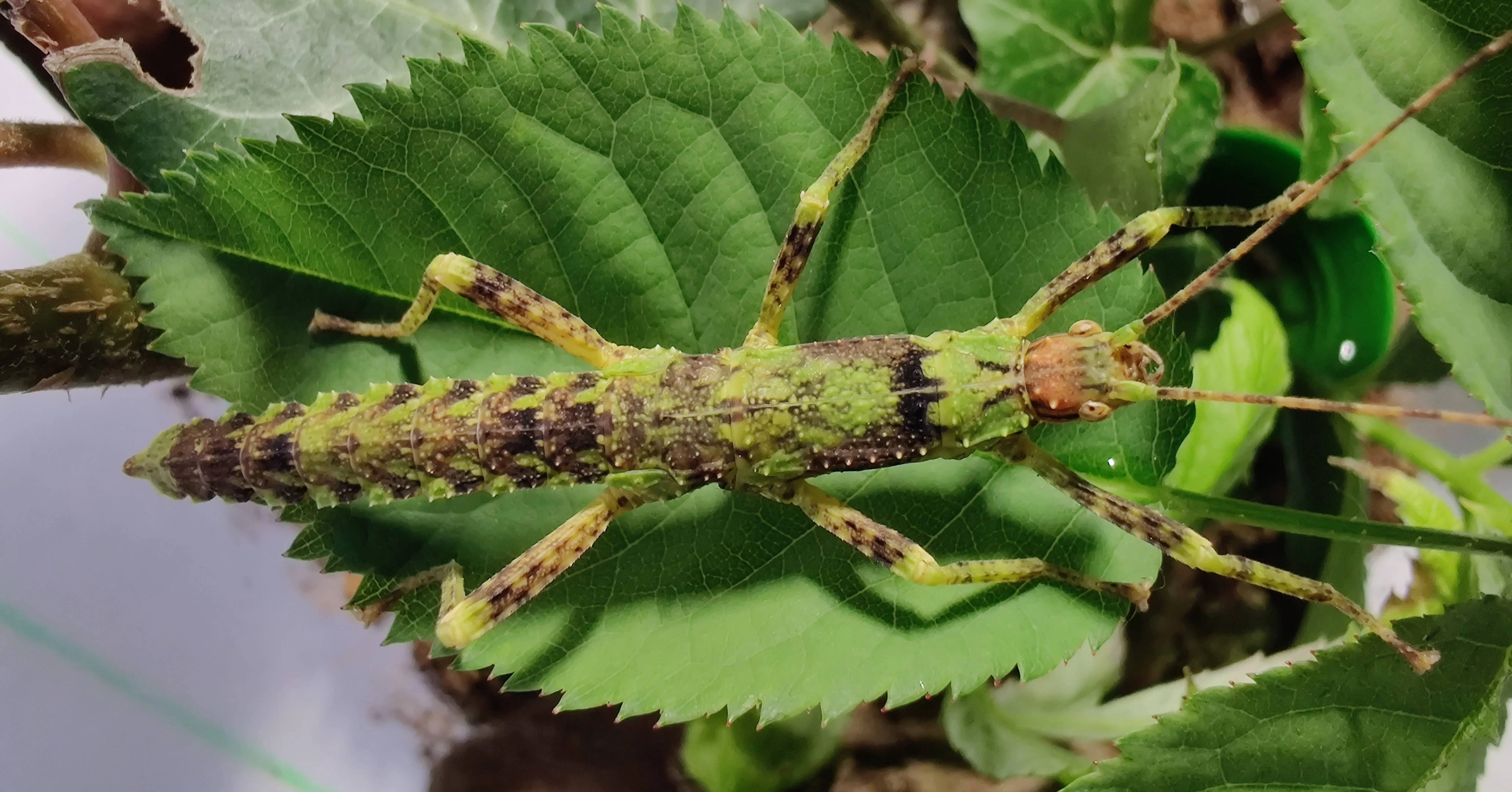Strašilky ostruhaté (Eurycantha calcarata) – nymfy a vajíčka
