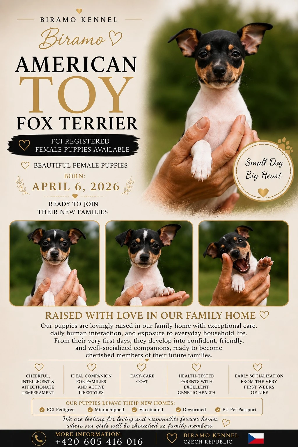 Americký Toy Foxteriér - fenečka