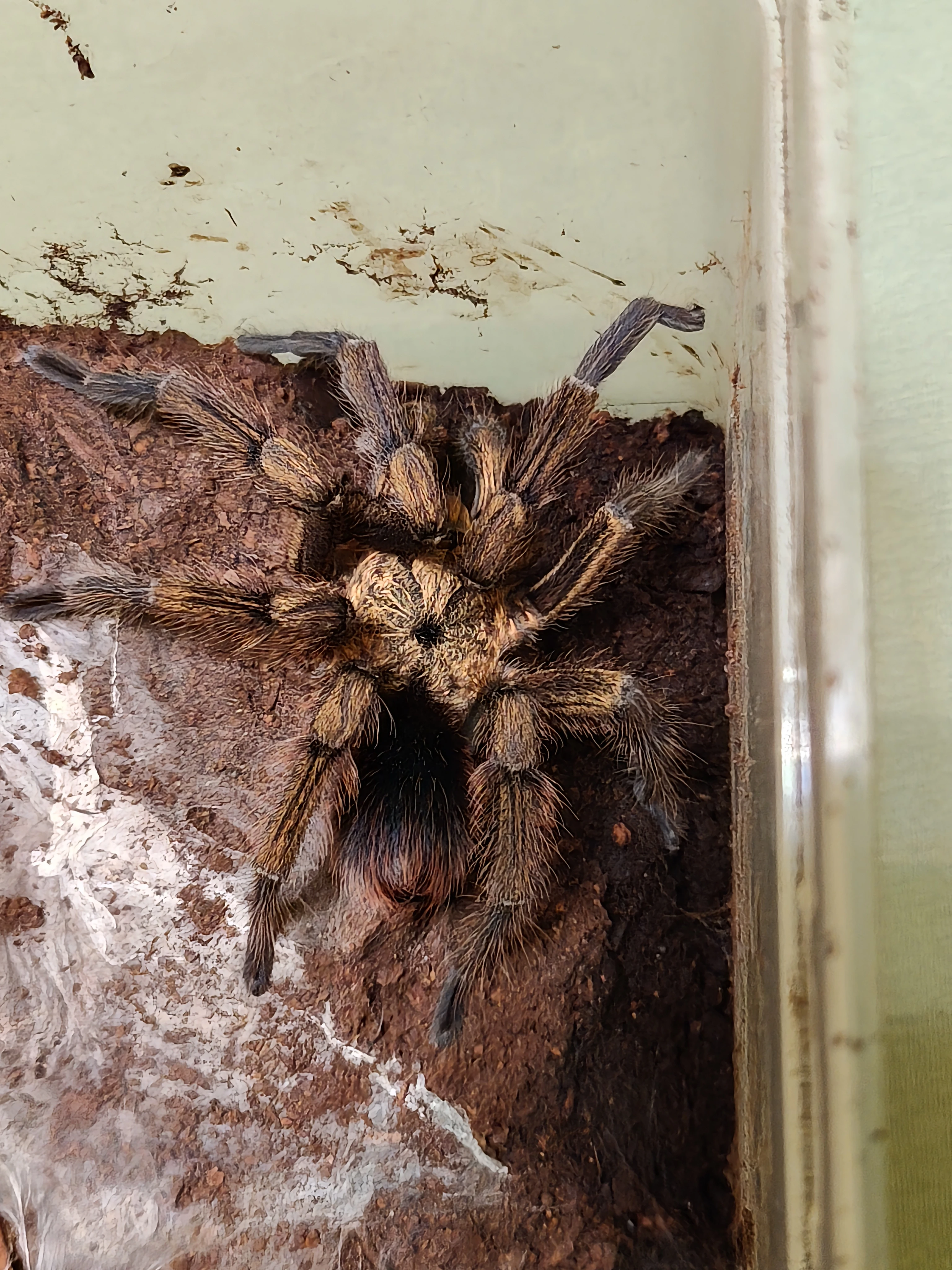 1,0 Phormictopus auratus