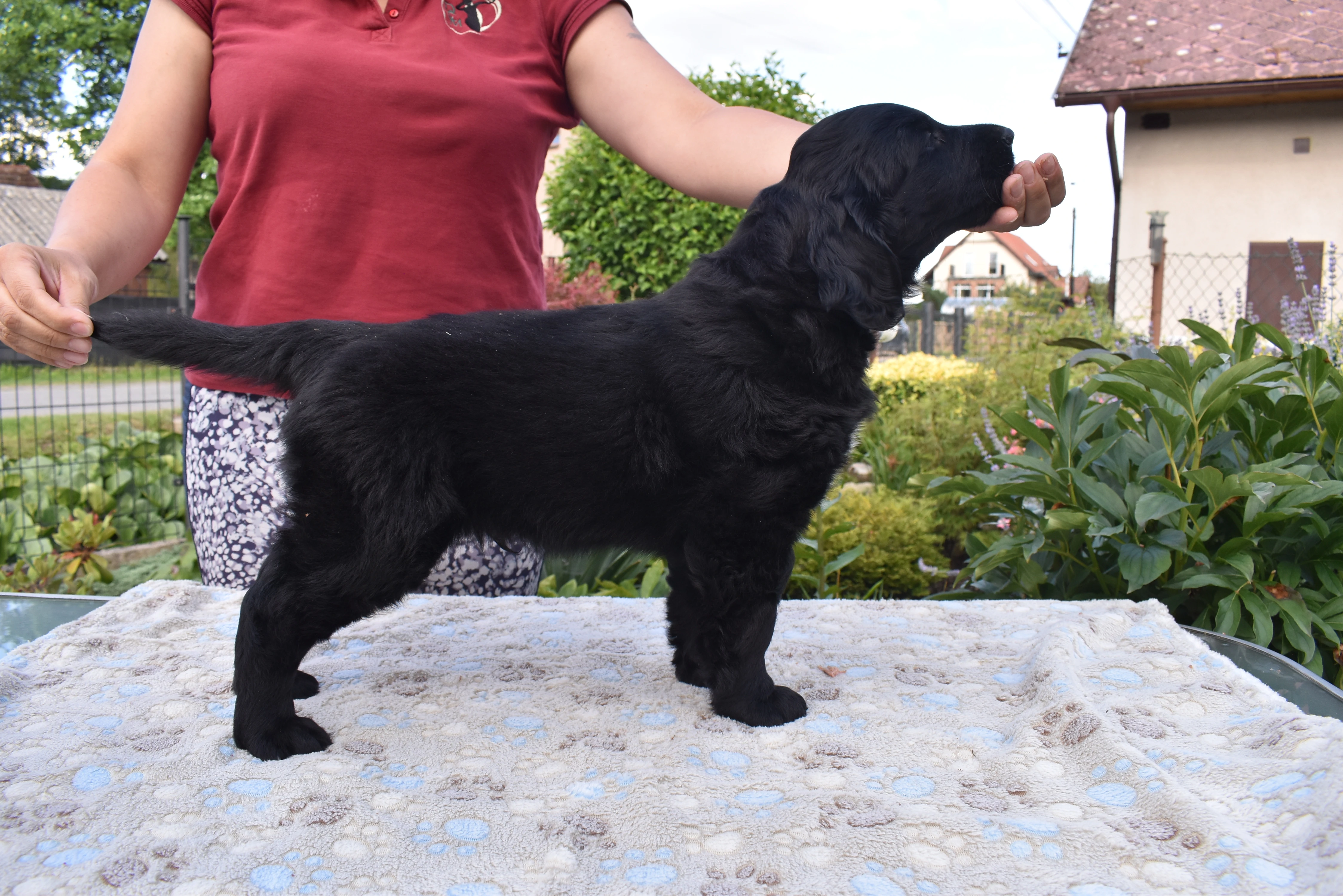 Flat coated retriever úžasný kluk s PP