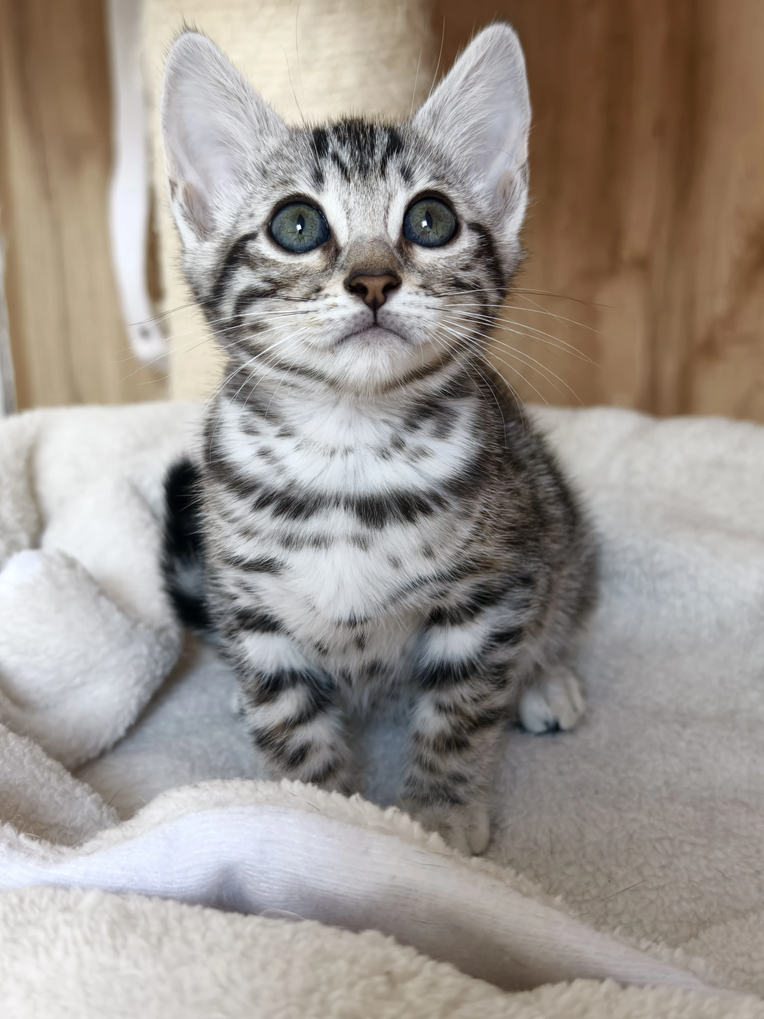Úchvatná bengálská koťátka s PP k rezervaci (CHS Silverroyalcat)