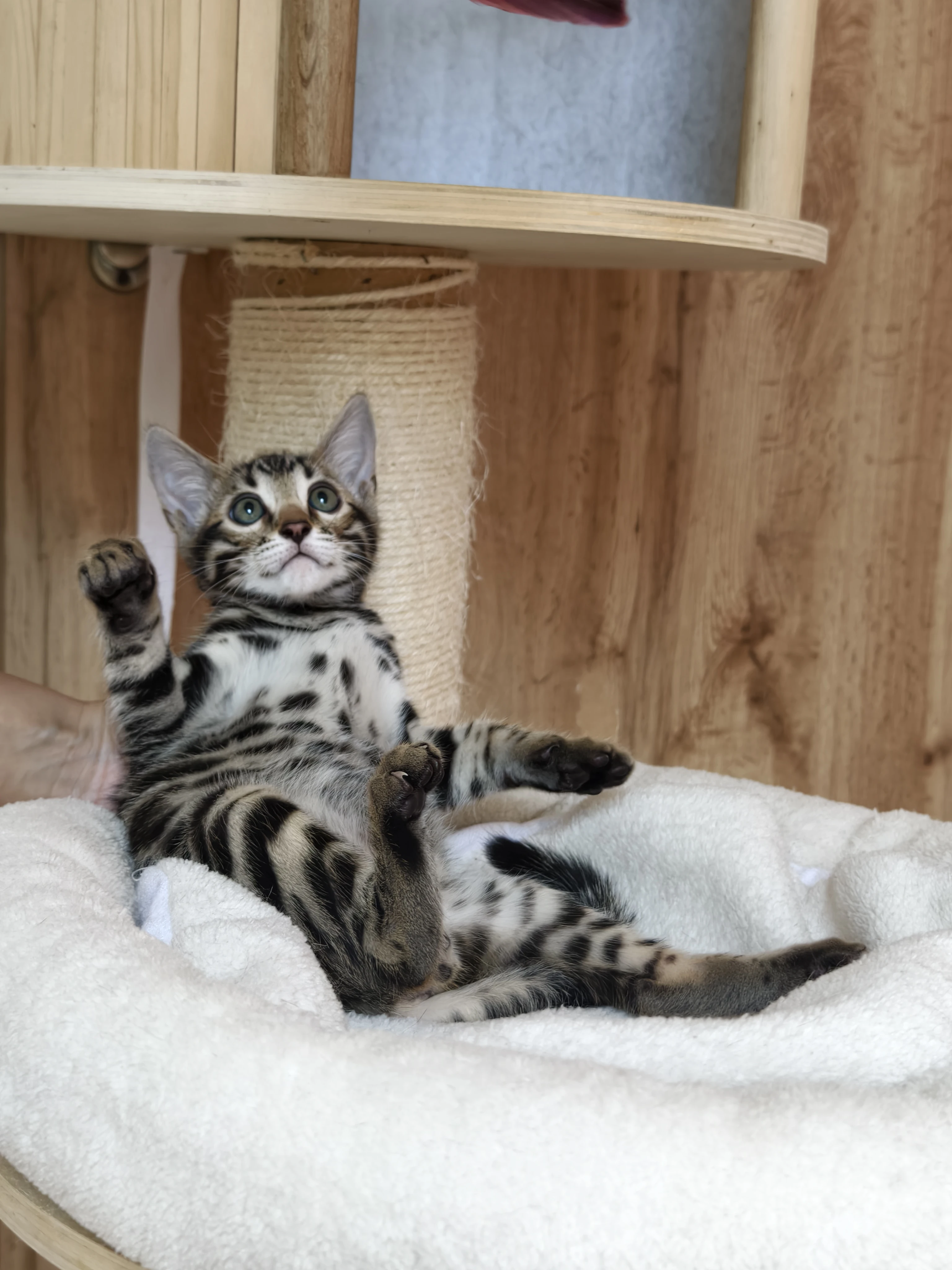 Úchvatná bengálská koťátka s PP k rezervaci (CHS Silverroyalcat)