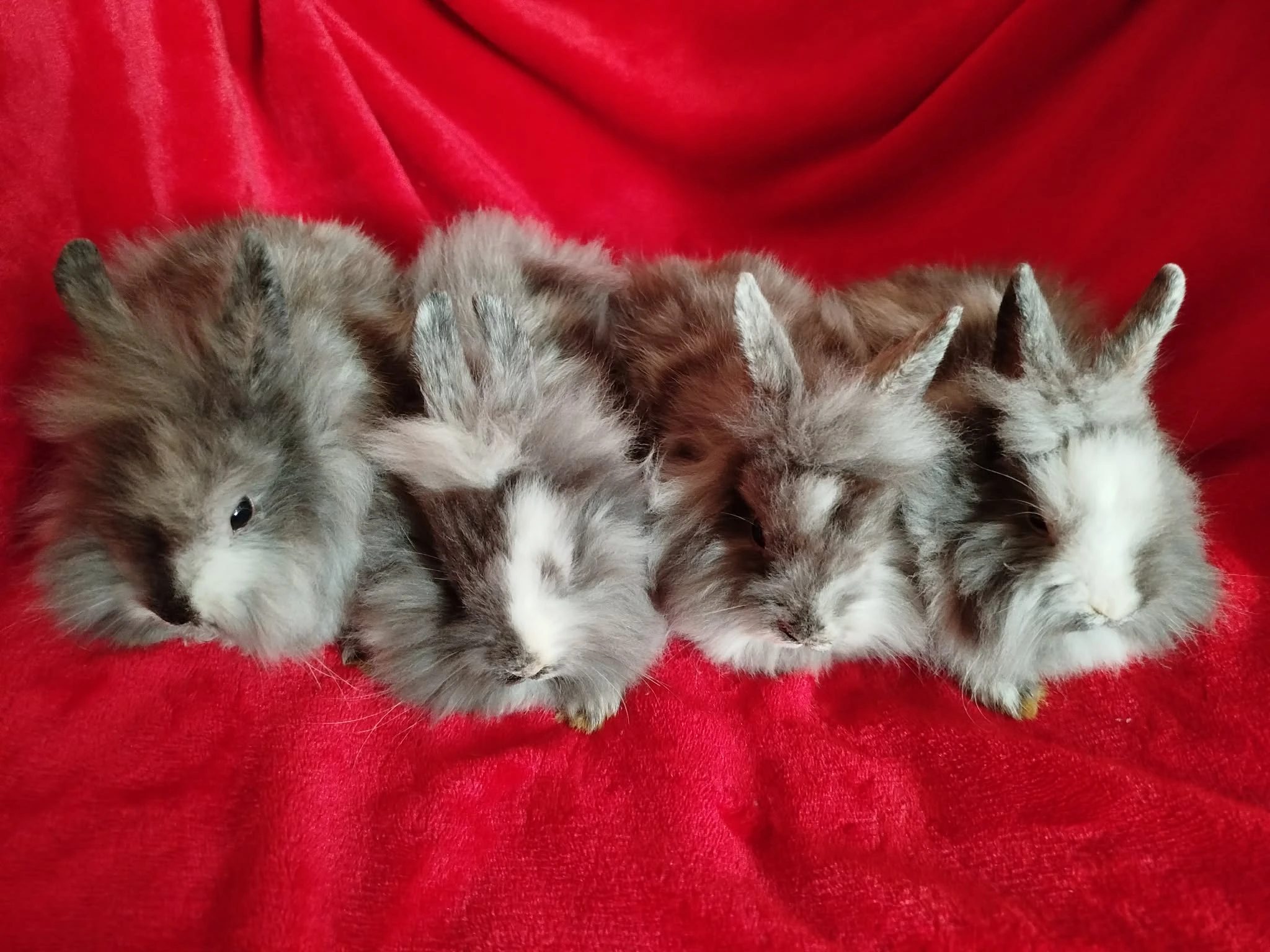 Nabízím zakrslé králíčky- teddy-stáří 2,5 měsíce