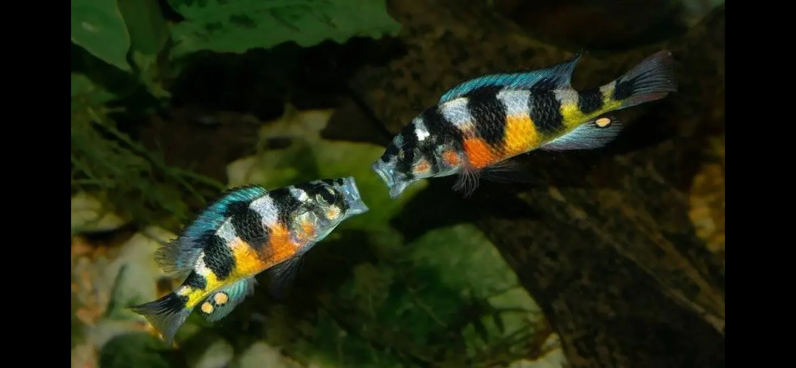 Tlamovec: Haplochromis latifasciatus “Zebra” (Rarita)