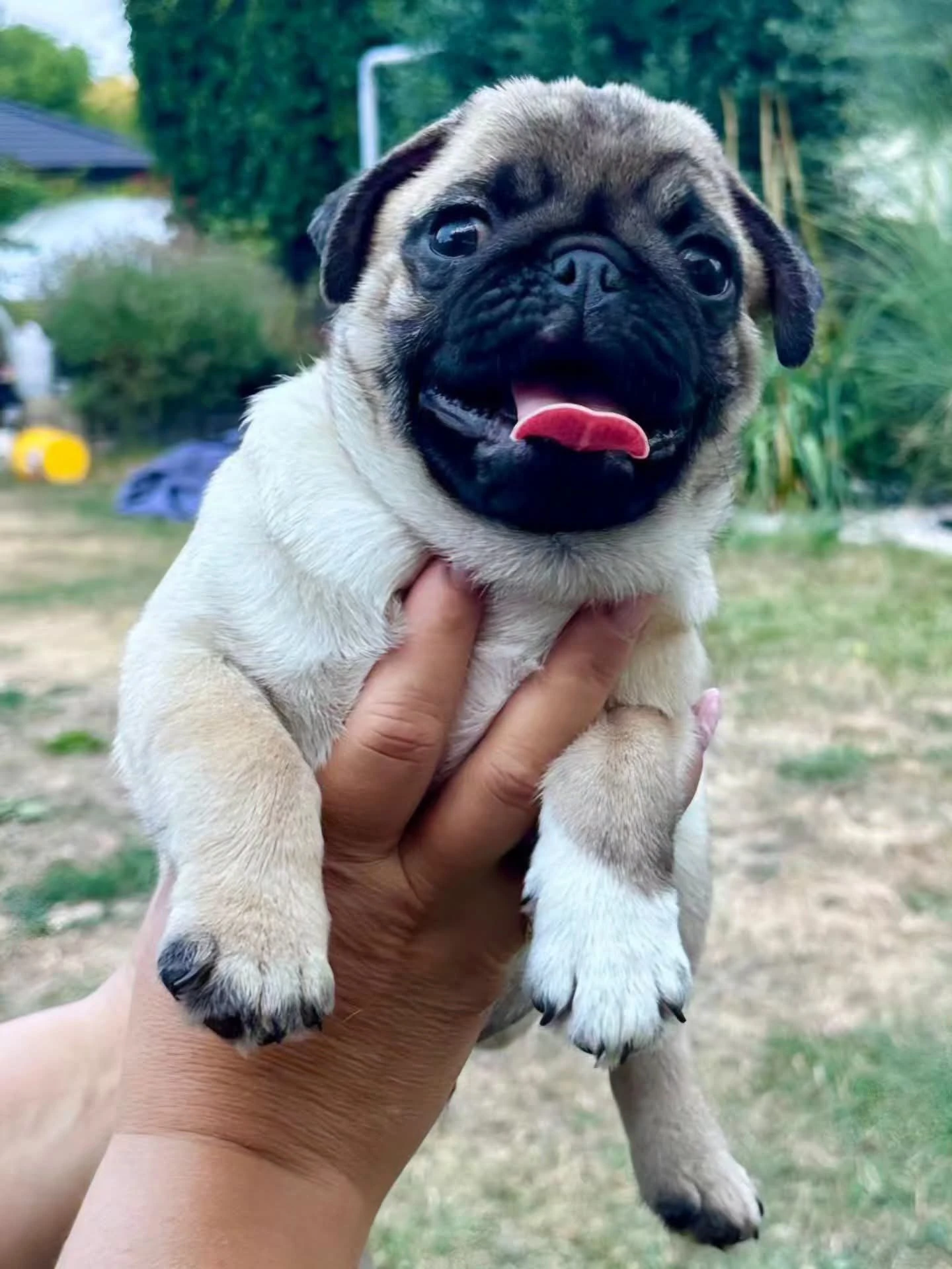 Mops - Štěňátko