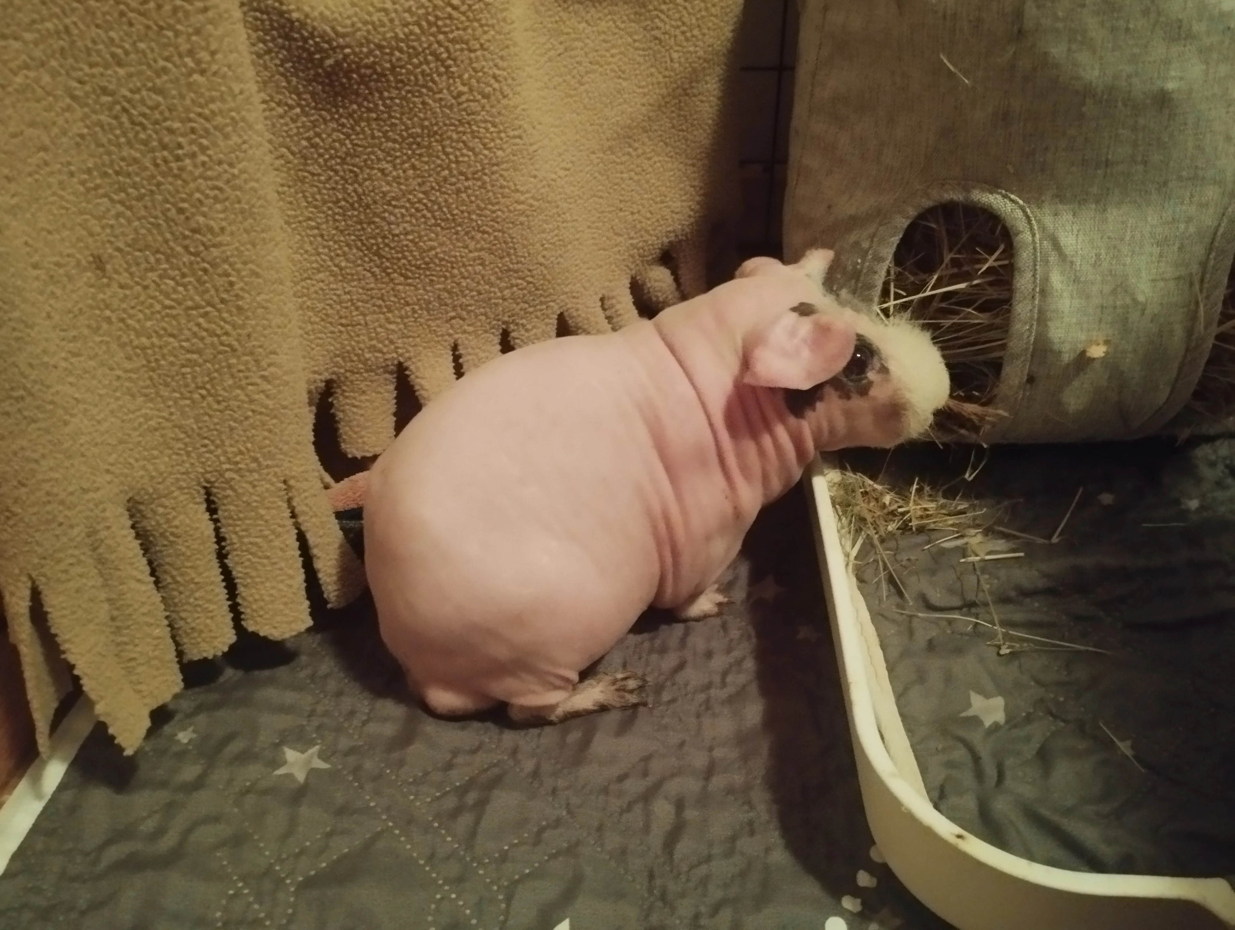 Skinny morče