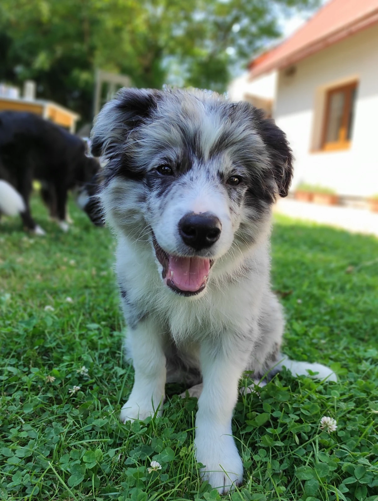 Krásný blue merle pejsek s průkaze původu (FCI) ihned k odběru