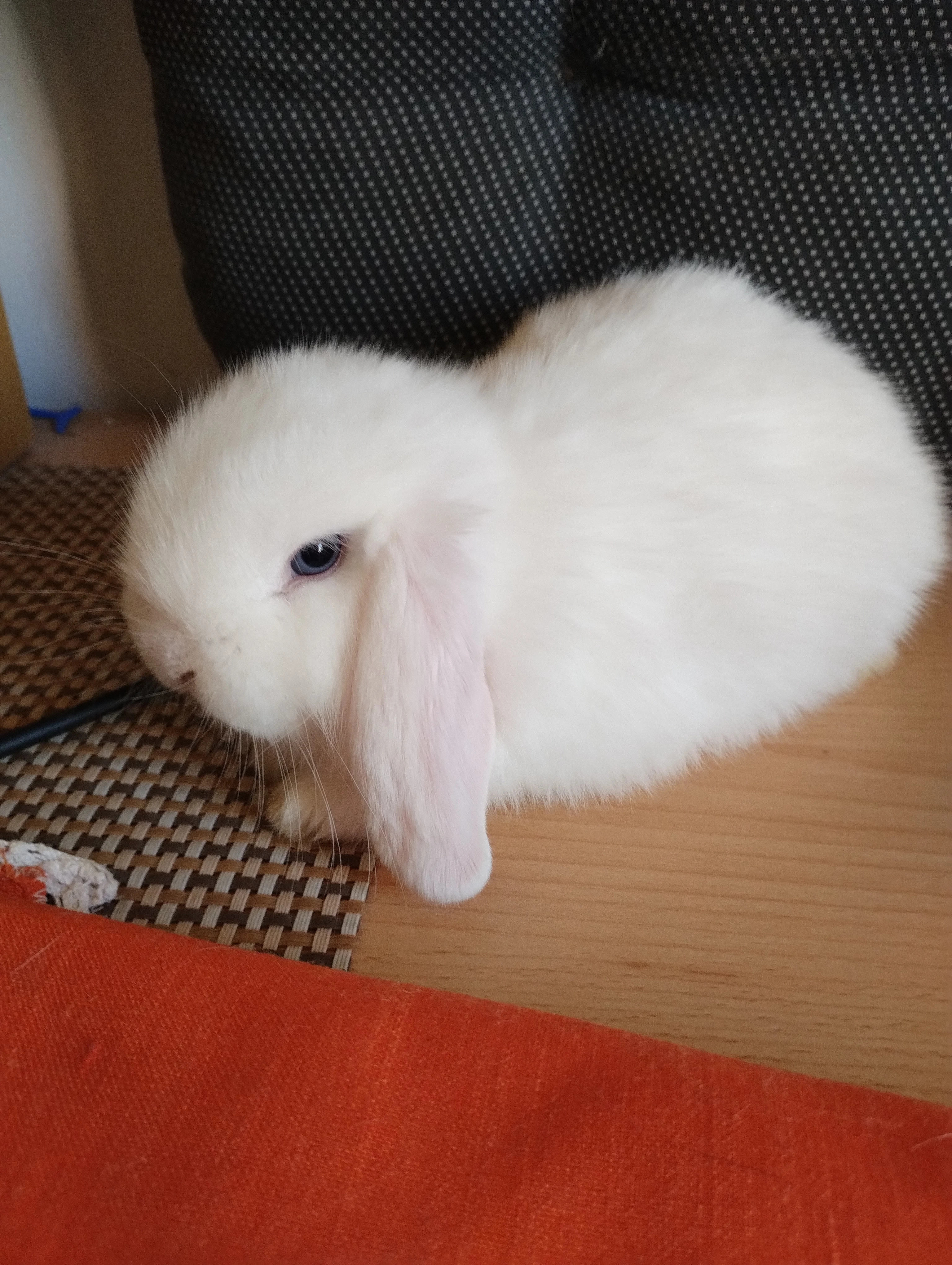 Prodám mláďata zakrslých beránků minilopů