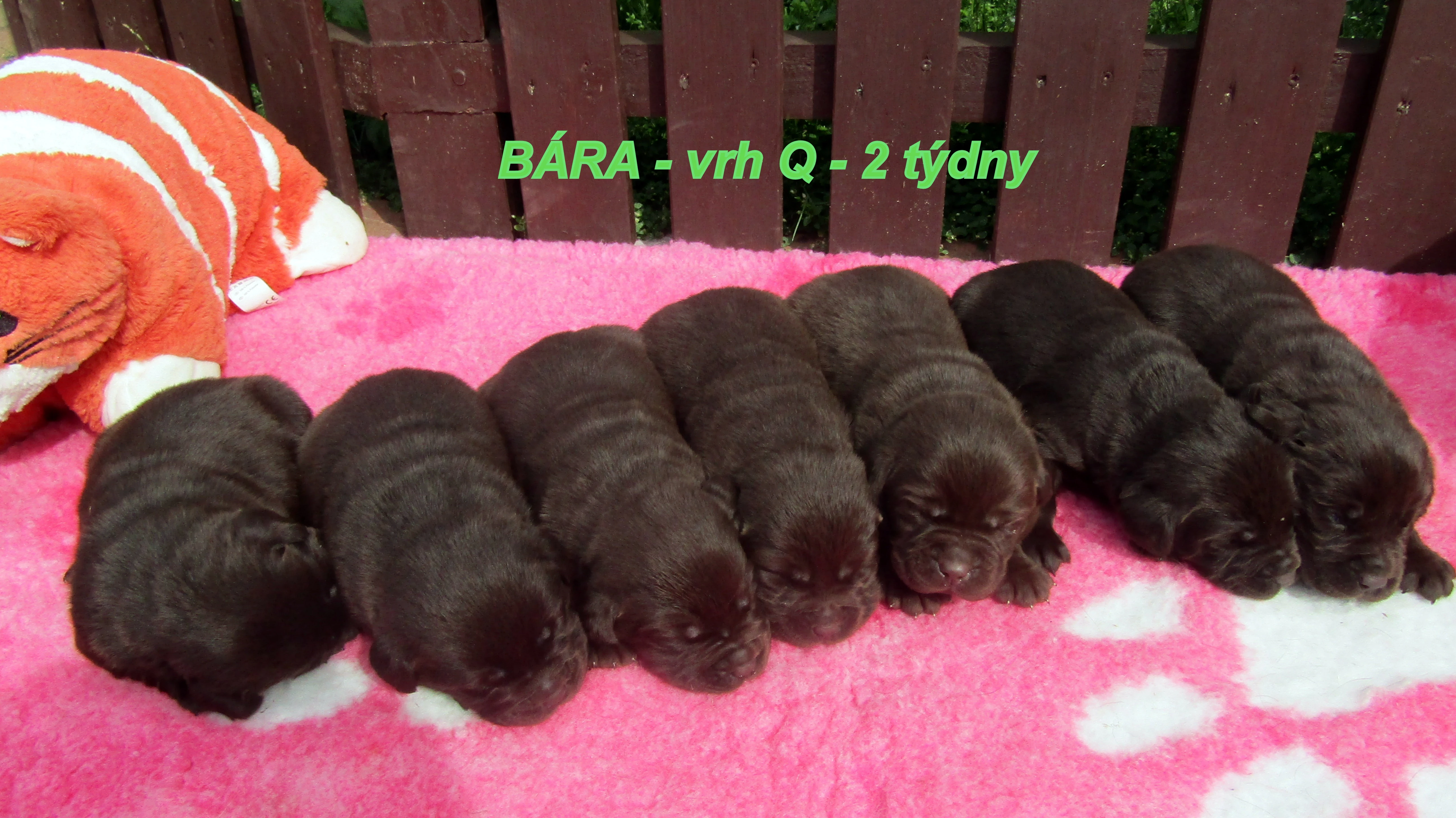 Čokoládový labrador