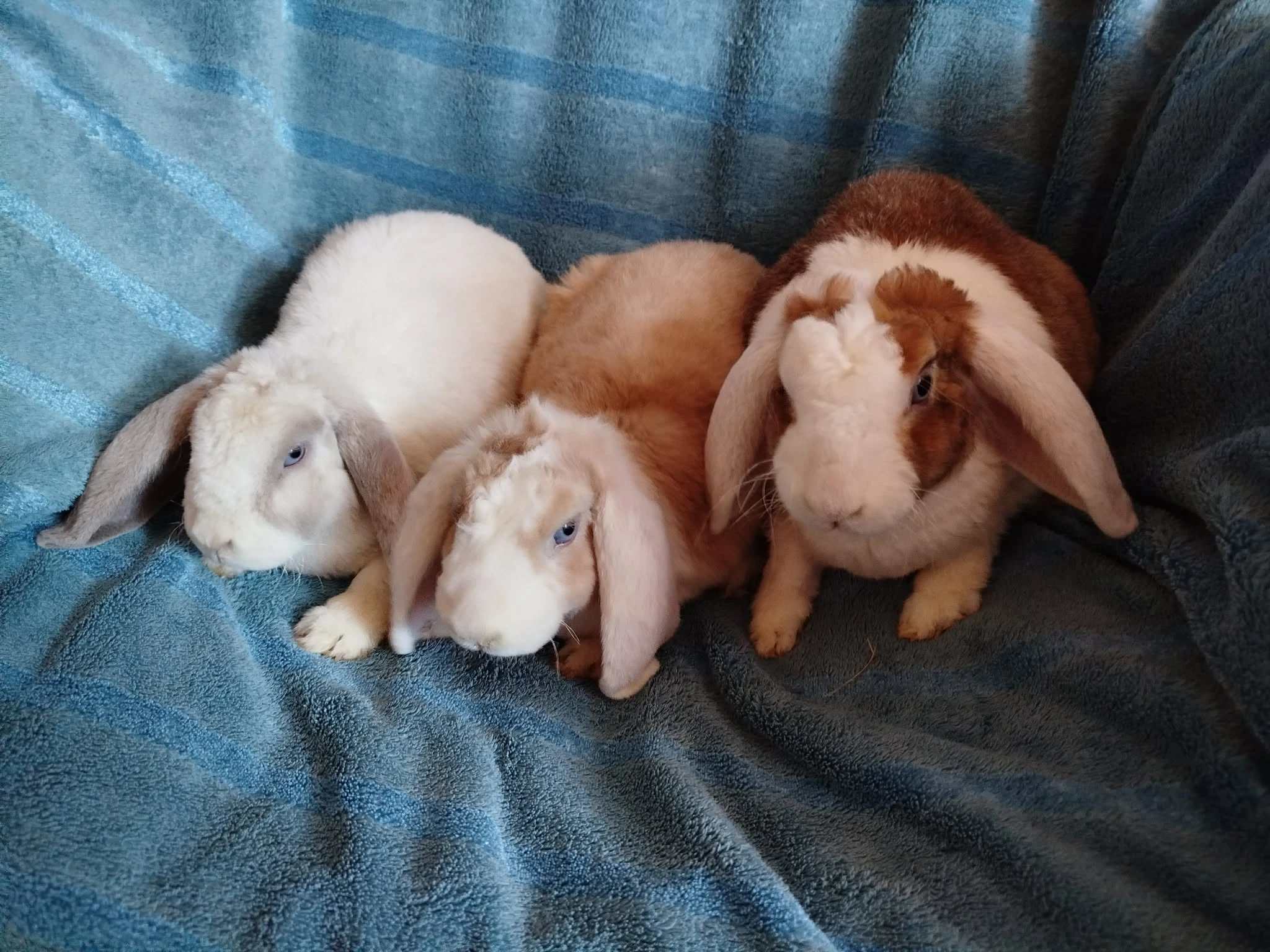 Nabízím zakrslé králíčky- beránky rex(3,5 měsíce)
