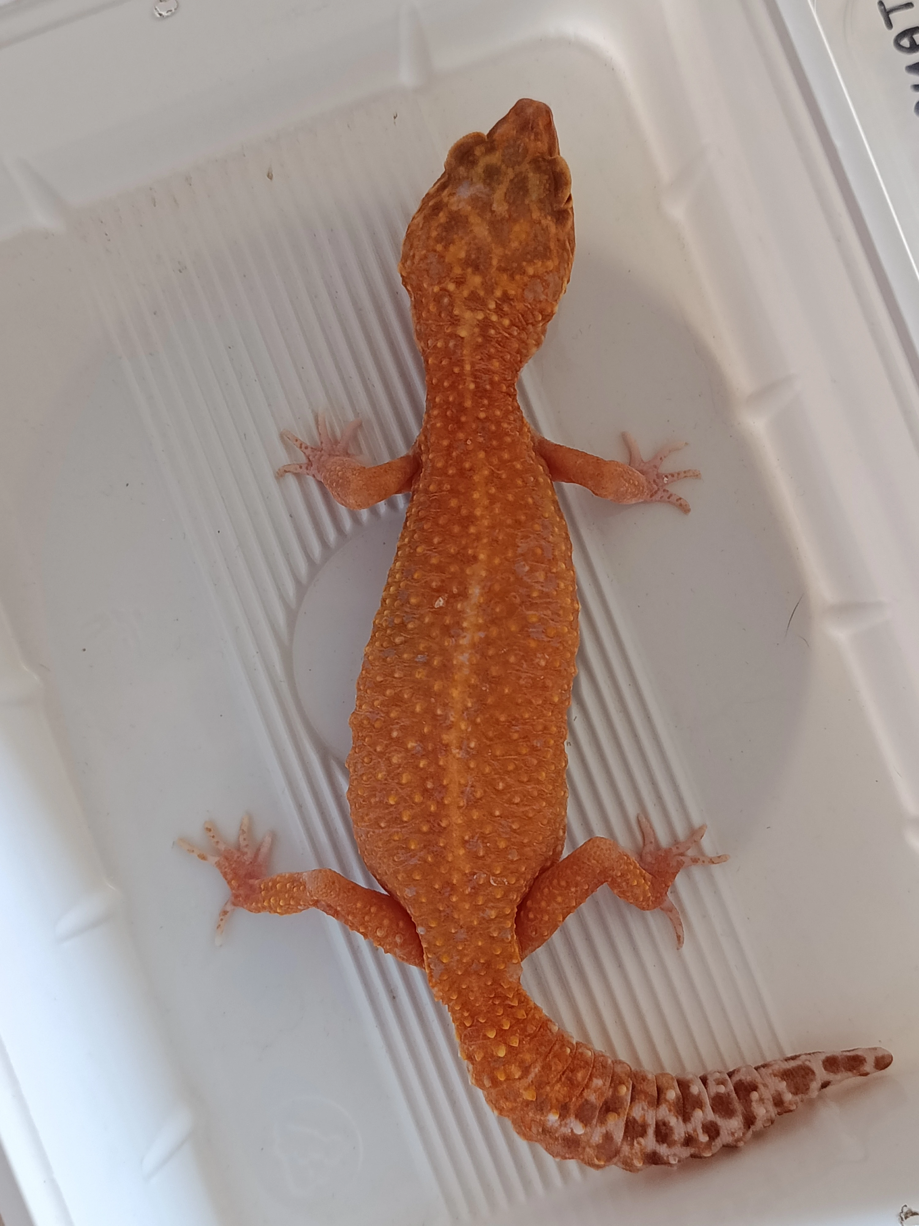 Samice Eublepharis macularius