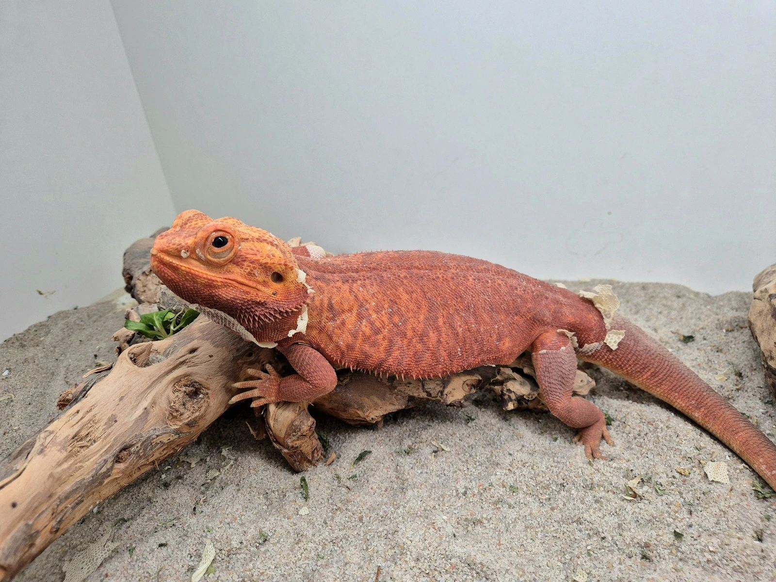 Red Hypo Trans