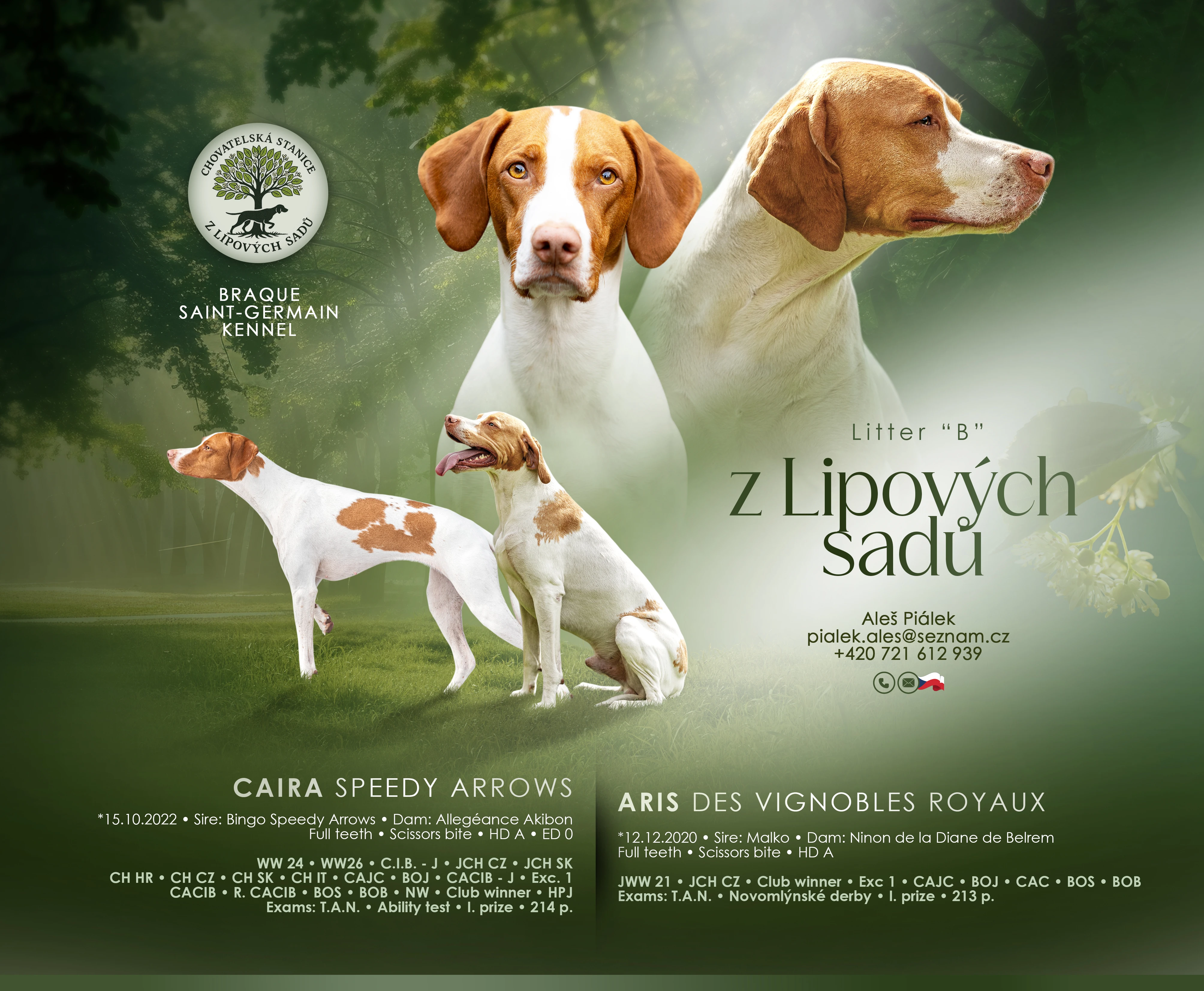 Saintgermainský ohař