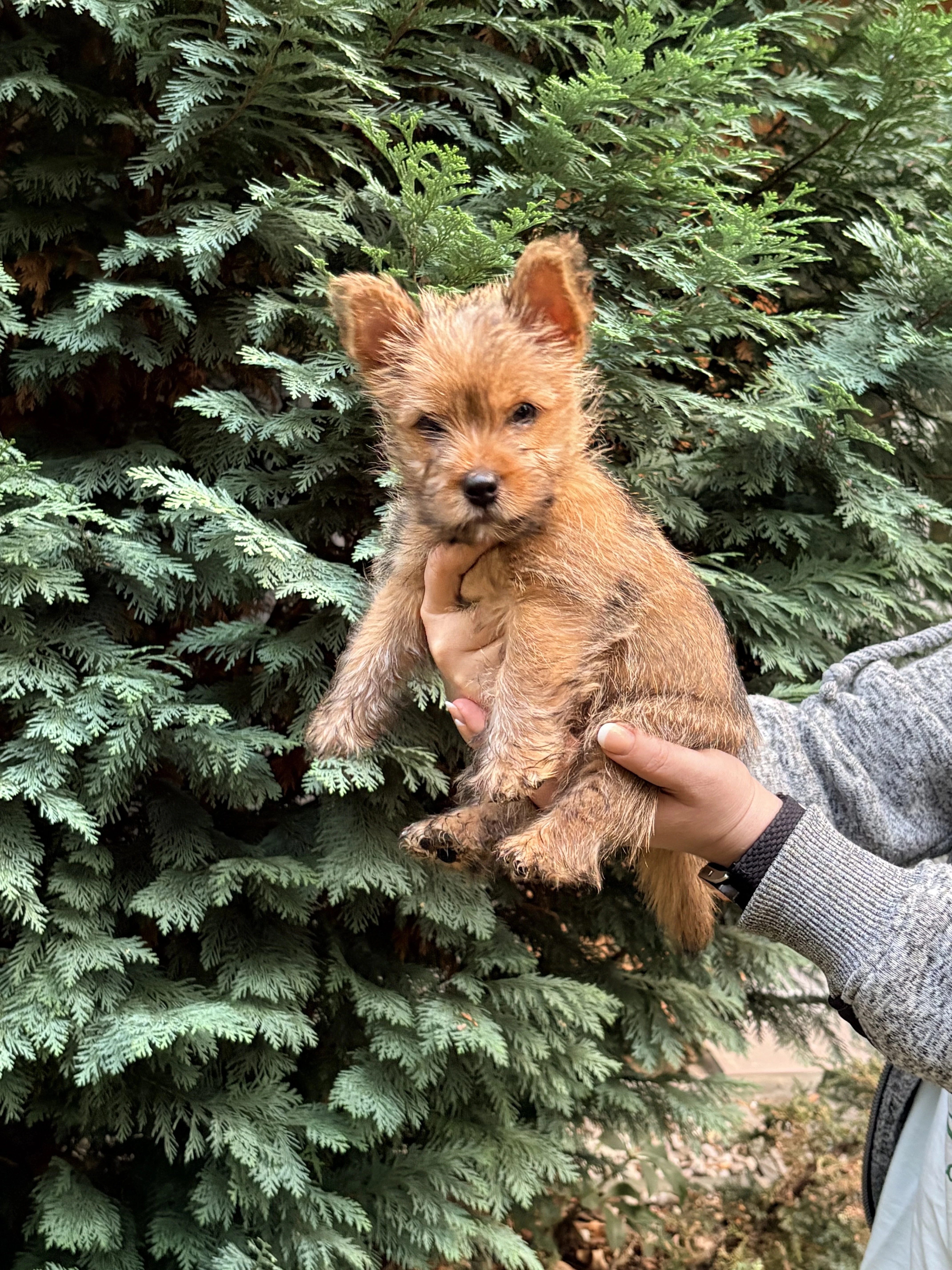 Norwich terrier