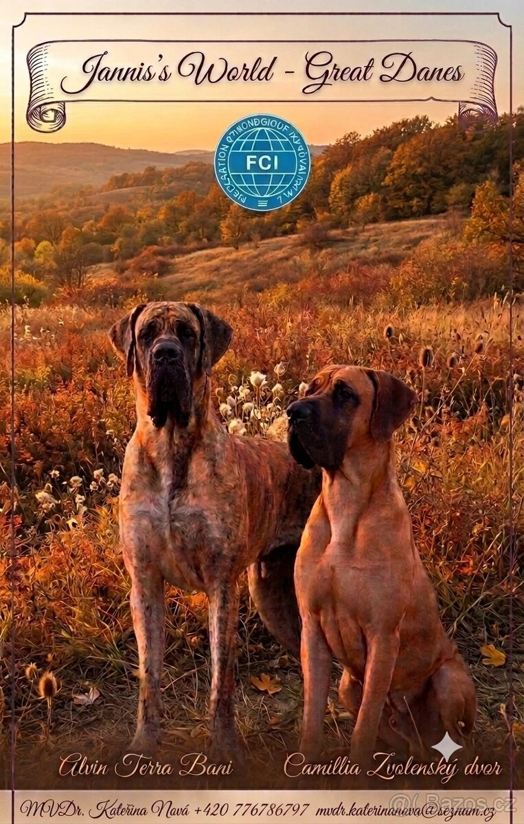 Německá doga s PP (FCI)