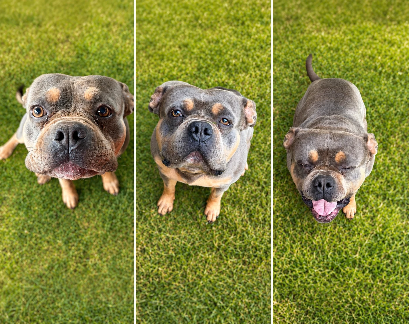 American Bully