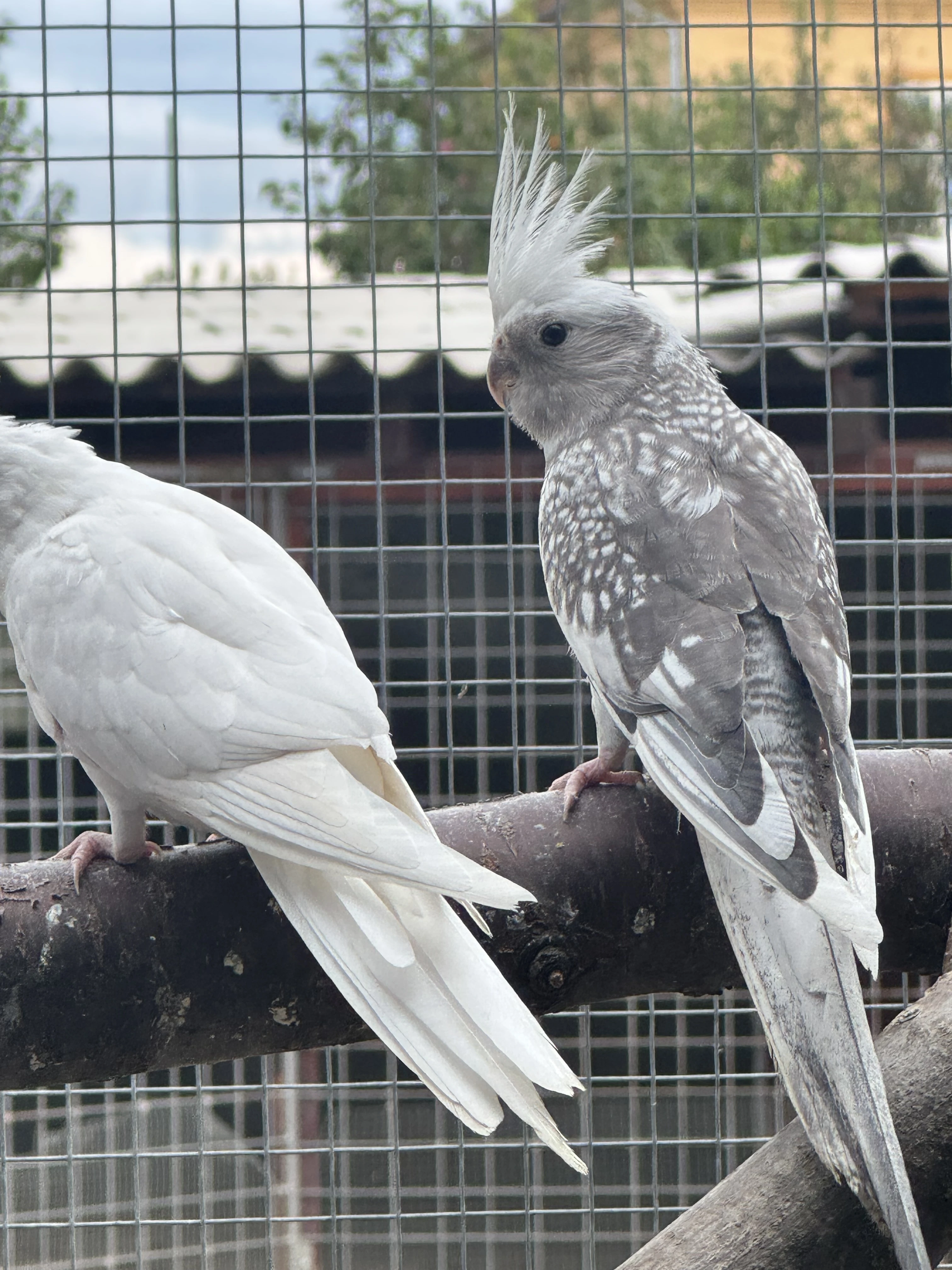 Korela lutino, albino, bělohlavá, straka a perla