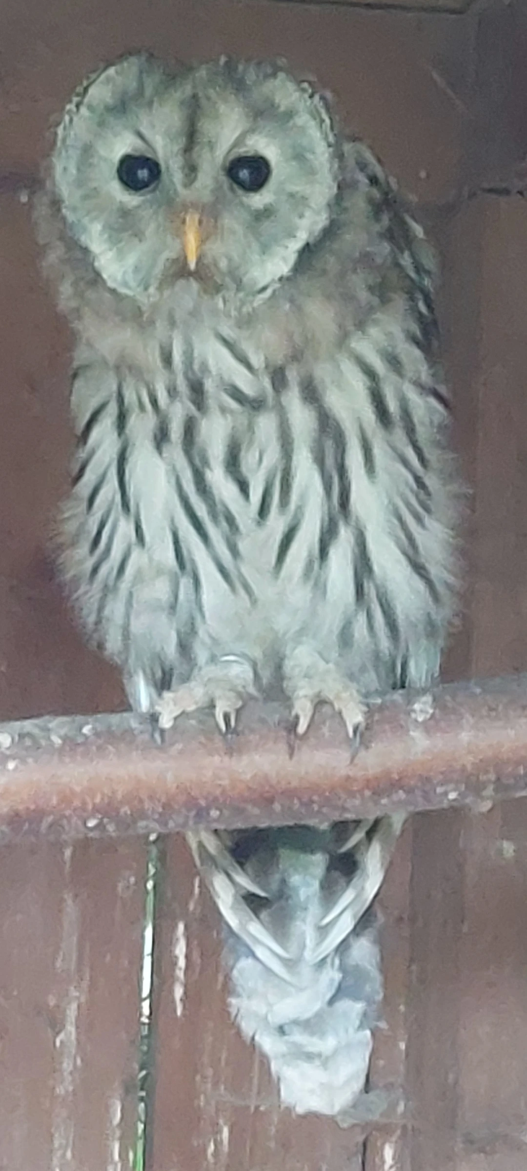 Puštík bělavý (Strix uralensis), imprint