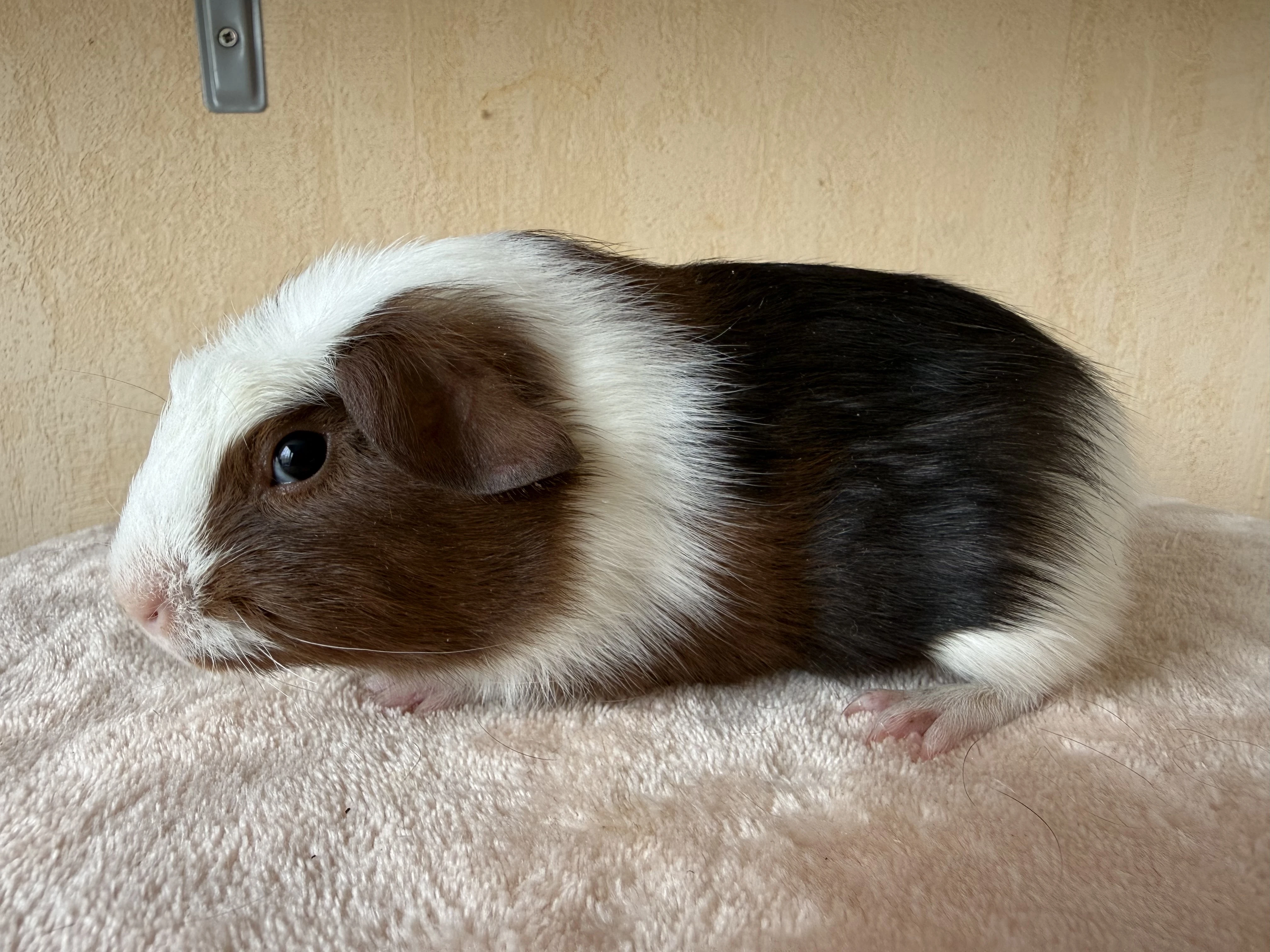 Kamarád